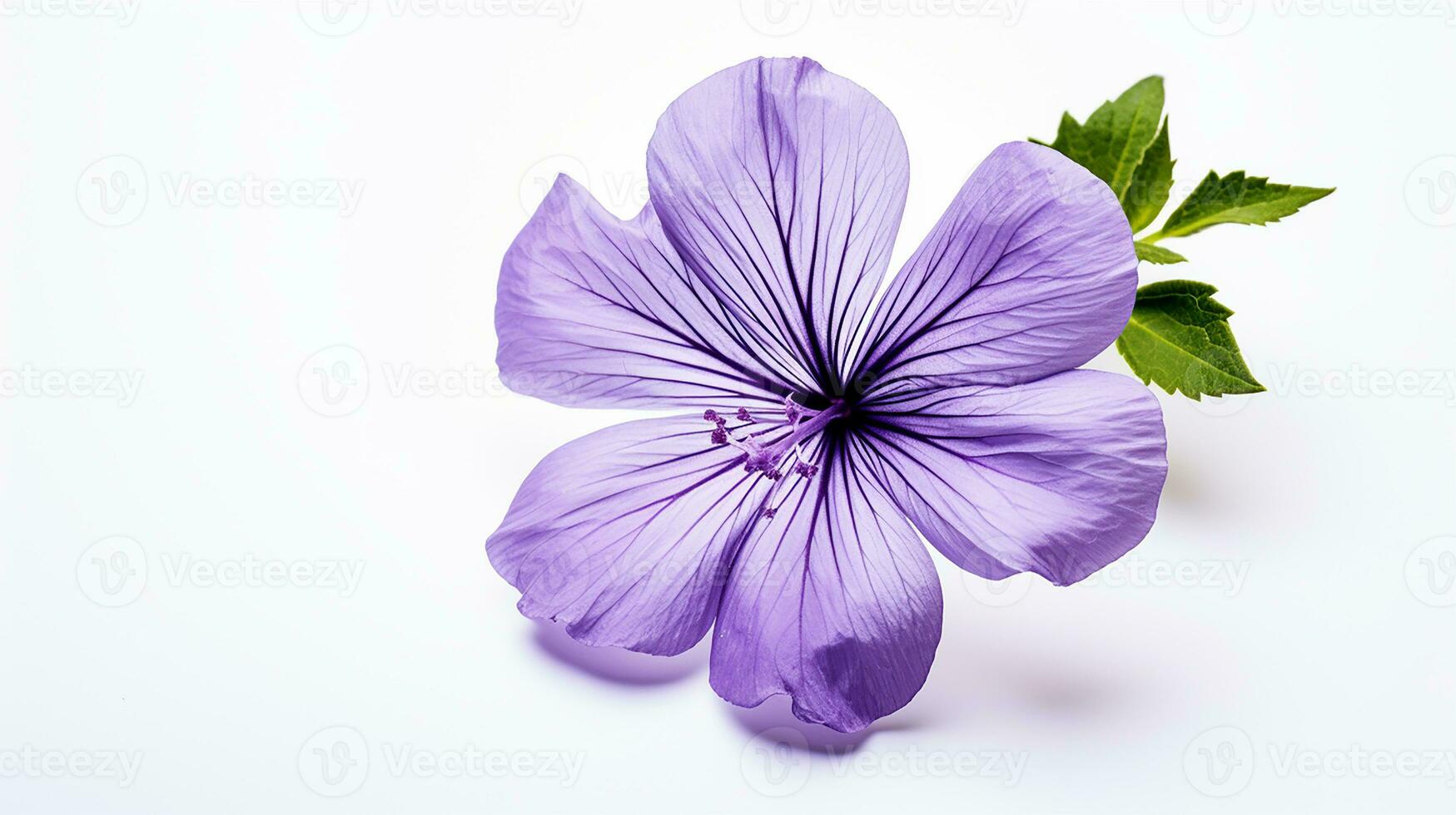 Photo of beautiful Violet flower isolated on white background. Generative AI
