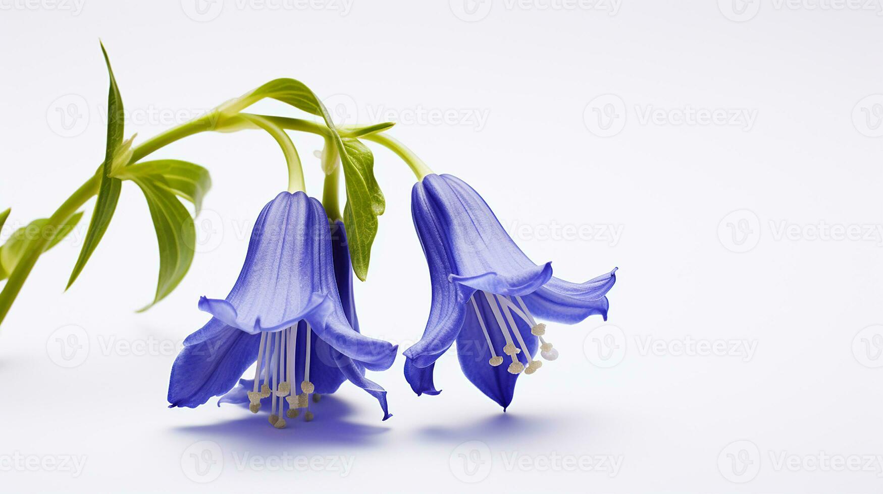 Photo of beautiful Virginia Bluebell flower isolated on white background. Generative AI