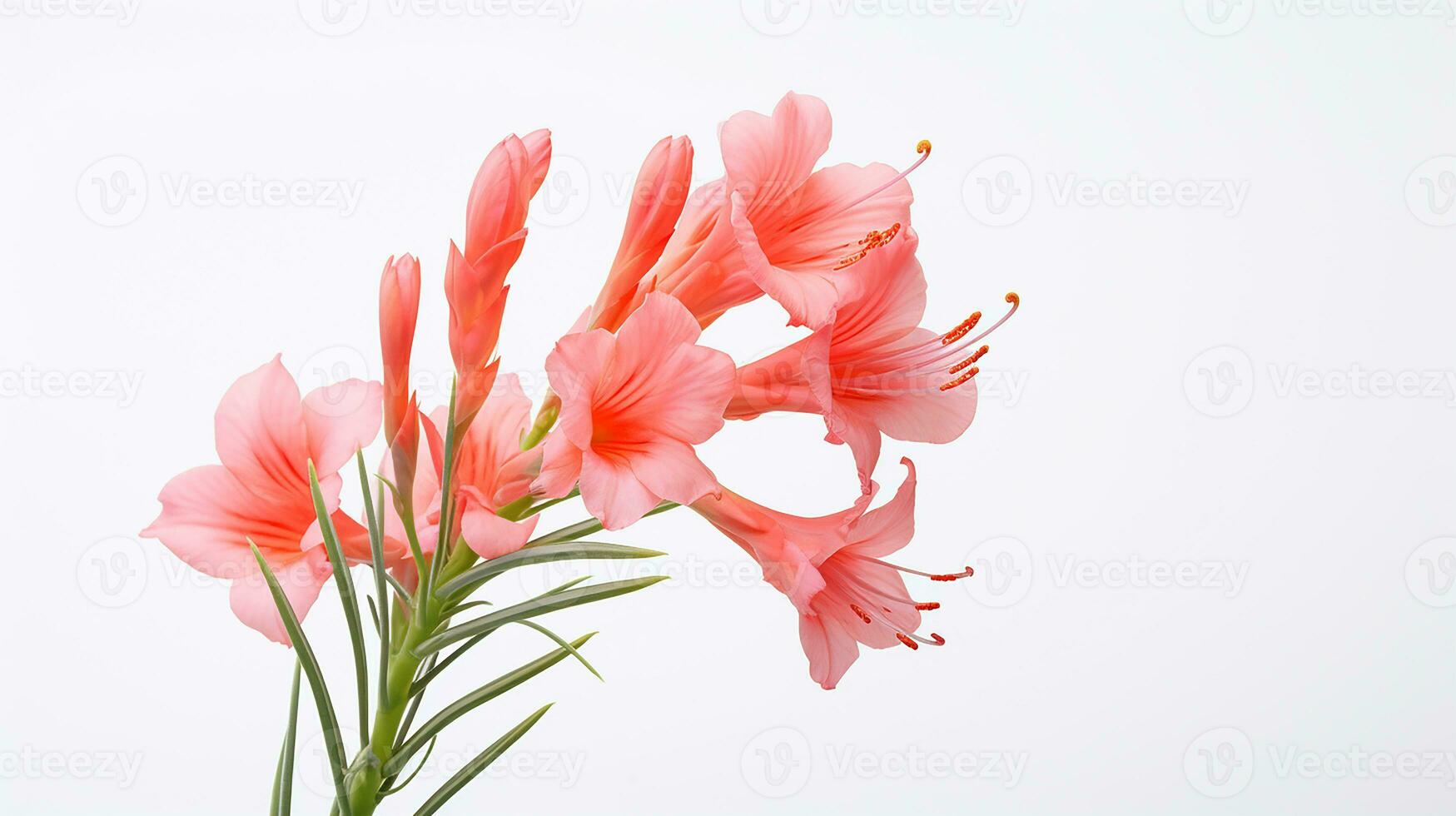 Photo of beautiful Watsonia flower isolated on white background. Generative AI