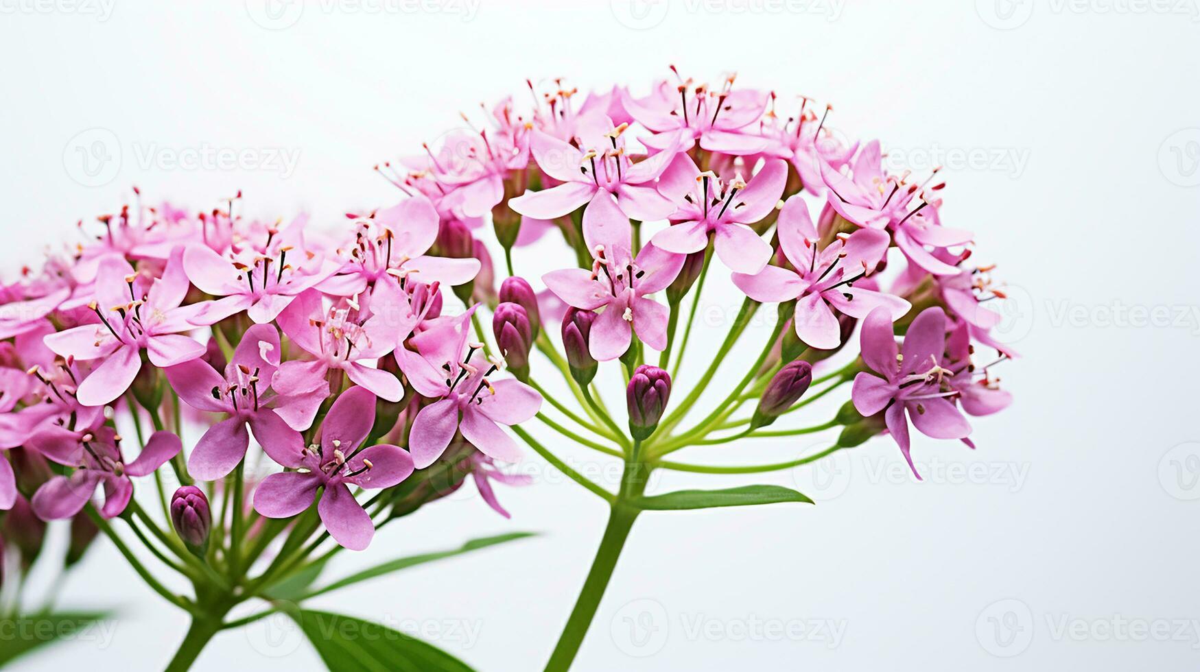 Photo of beautiful Valerian flower isolated on white background. Generative AI