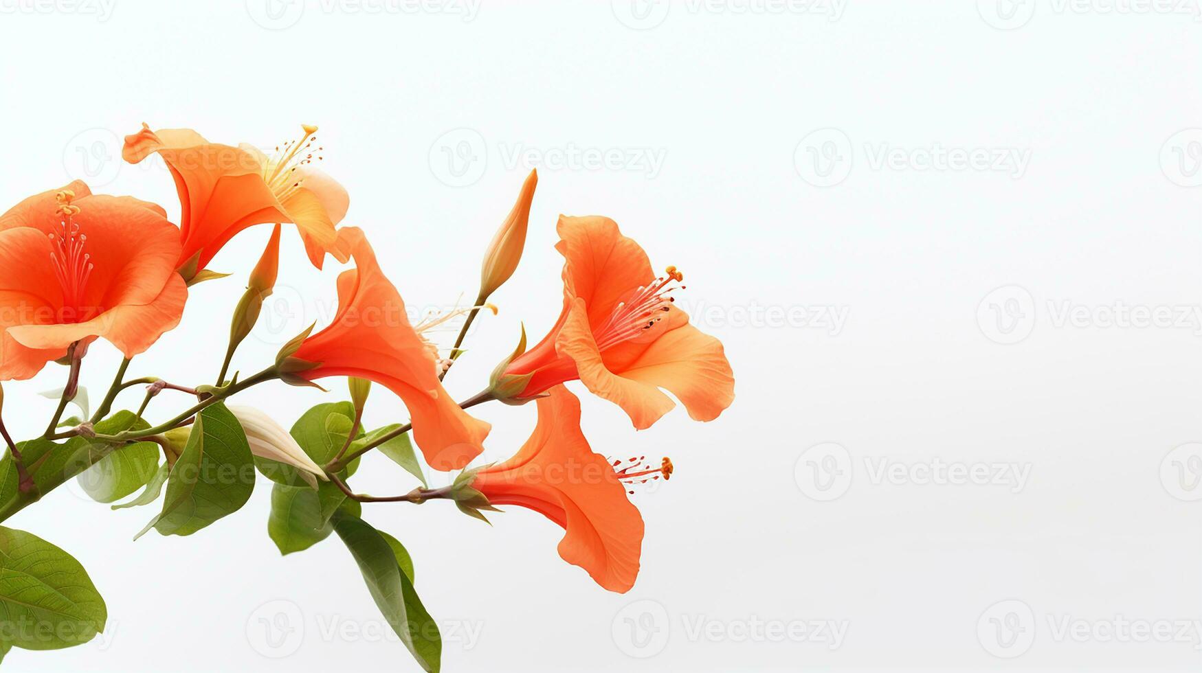 Photo of beautiful Trumpet Vine flower isolated on white background. Generative AI