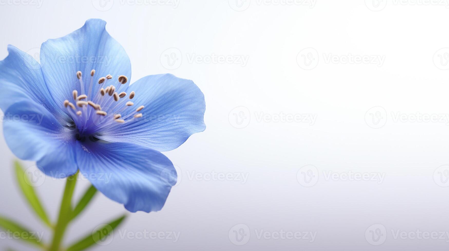 Photo of beautiful Tweedia flower isolated on white background. Generative AI