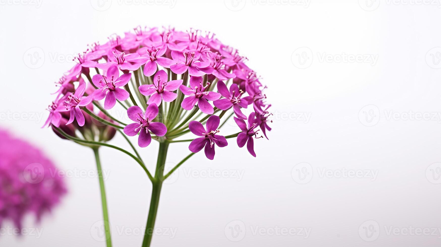 Photo of beautiful Valerian flower isolated on white background. Generative AI