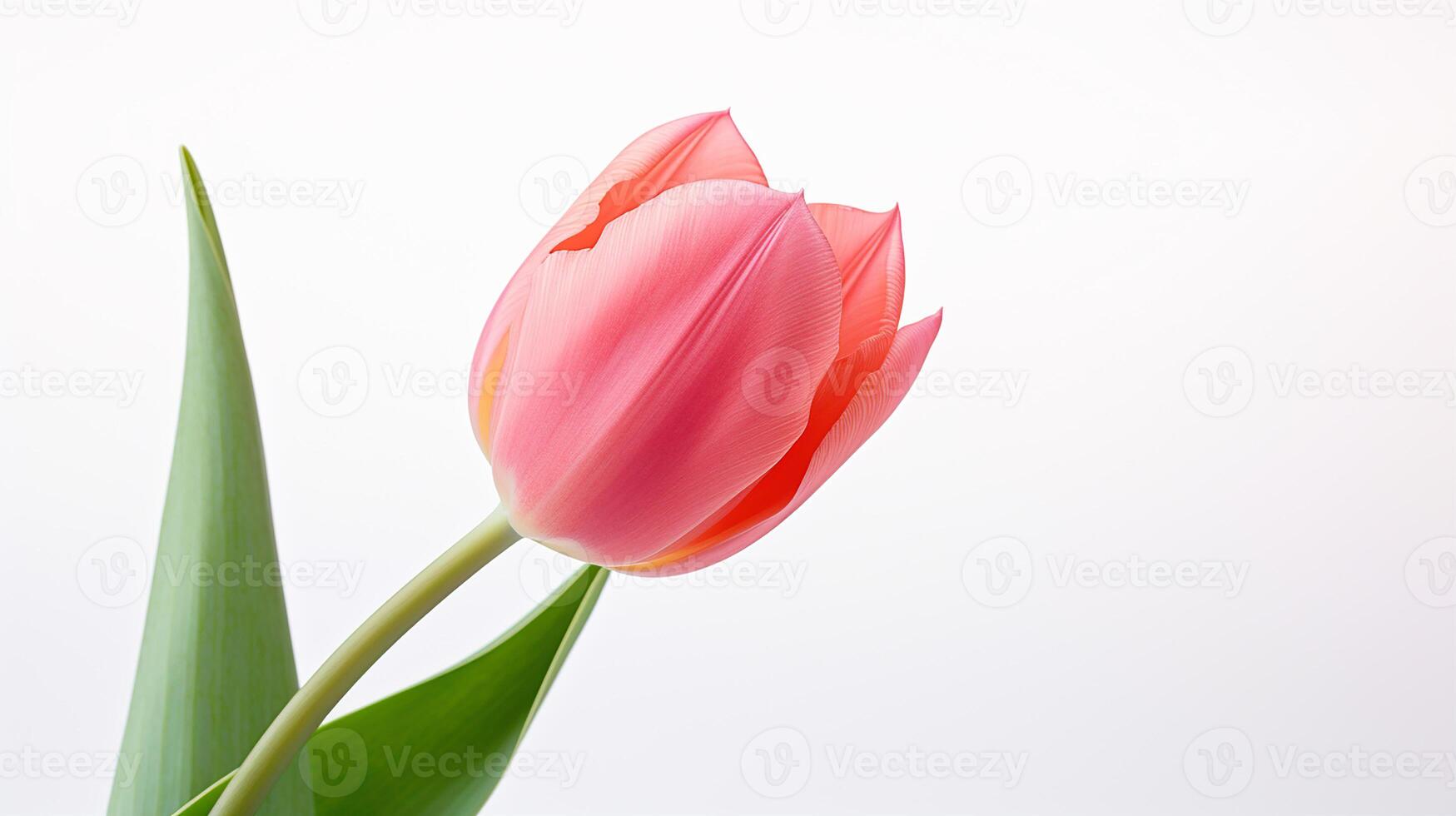 Photo of beautiful Tulip flower isolated on white background. Generative AI