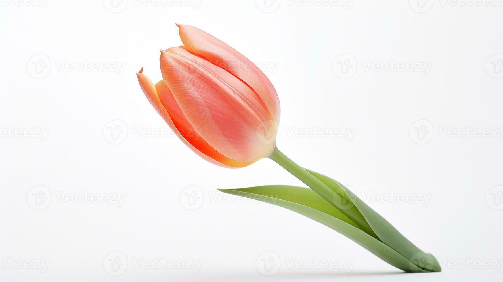 Photo of beautiful Tulip flower isolated on white background. Generative AI