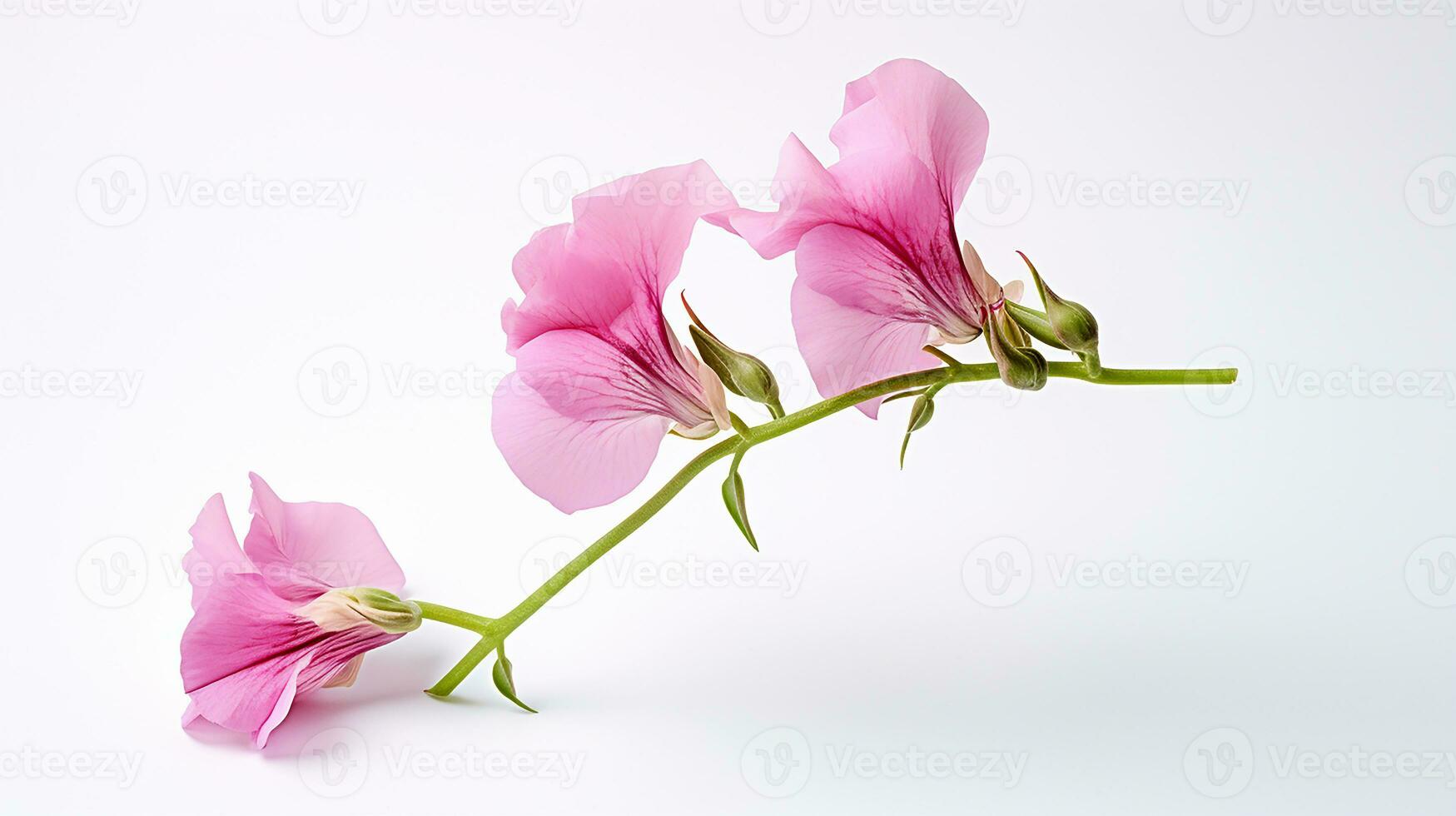 Photo of beautiful Sweet Pea flower isolated on white background. Generative AI