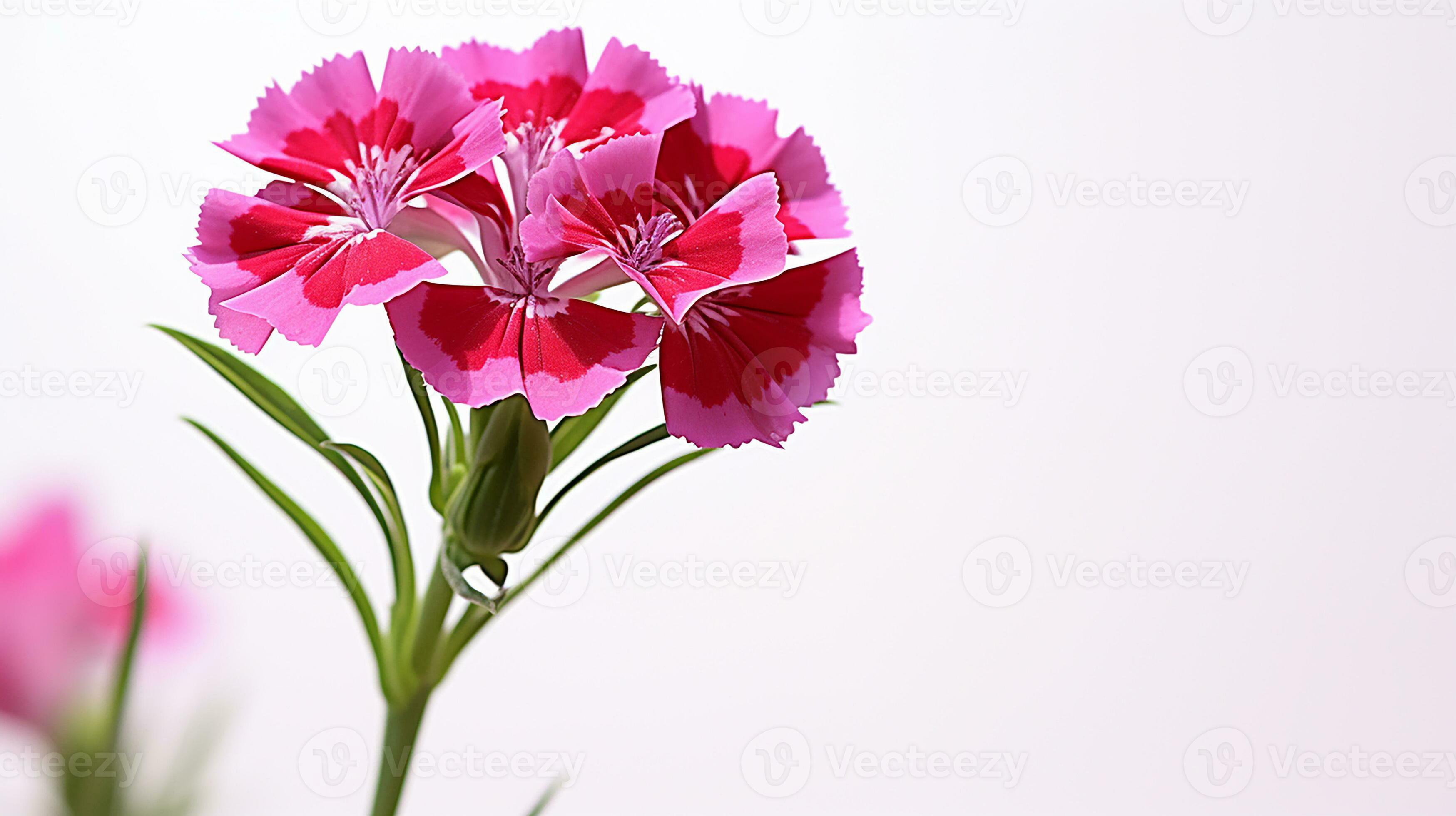 Photo of beautiful Sweet William flower isolated on white background