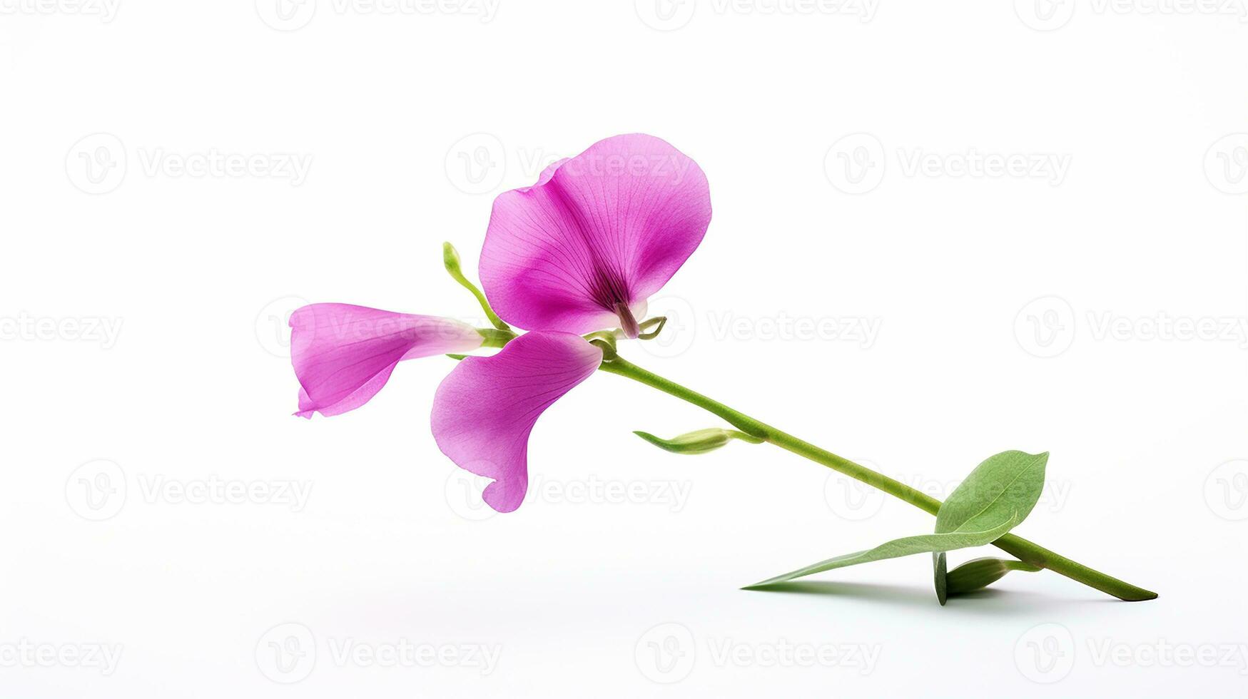 Photo of beautiful Sweet Pea flower isolated on white background. Generative AI