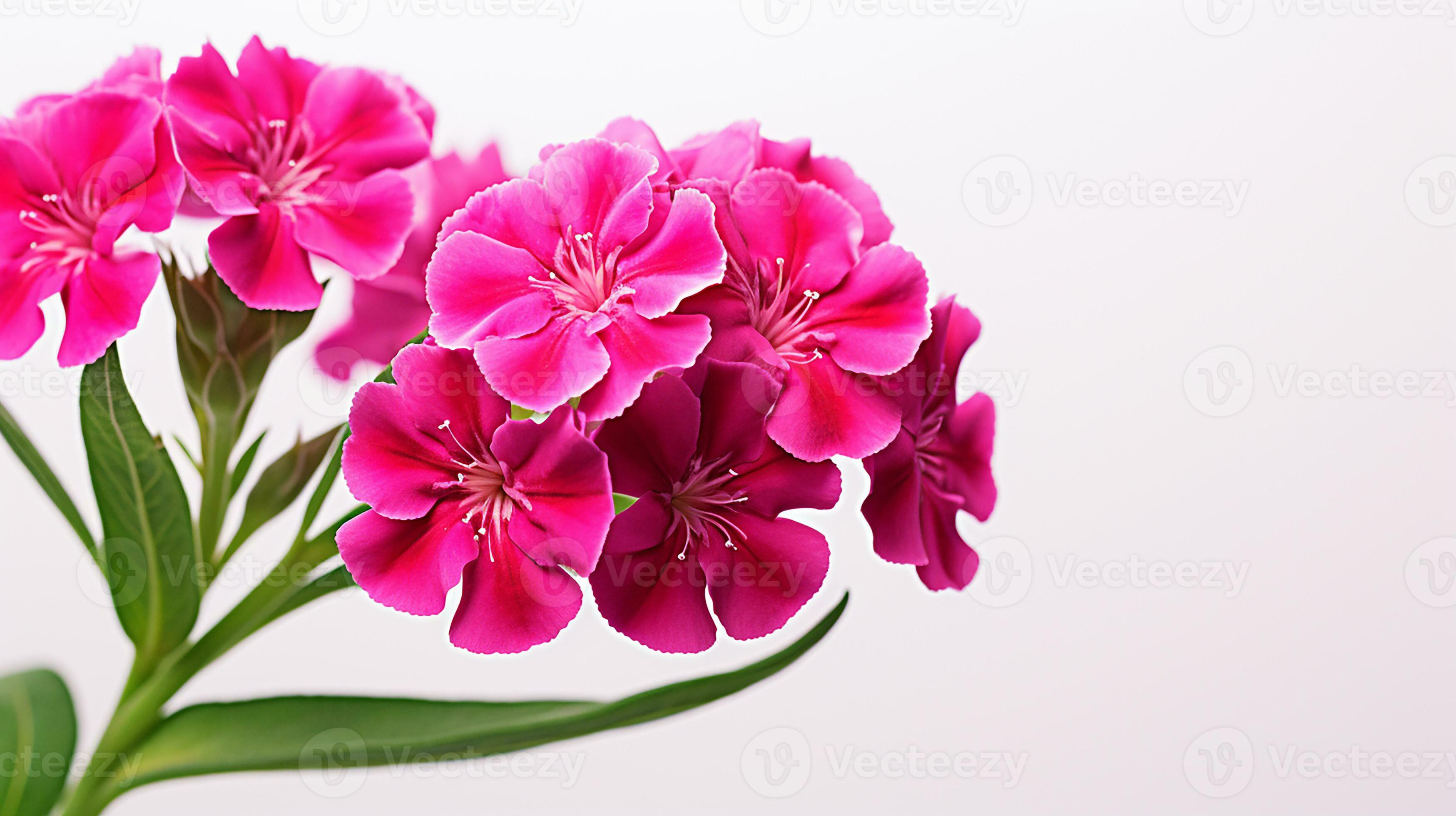Photo of beautiful Sweet William flower isolated on white background