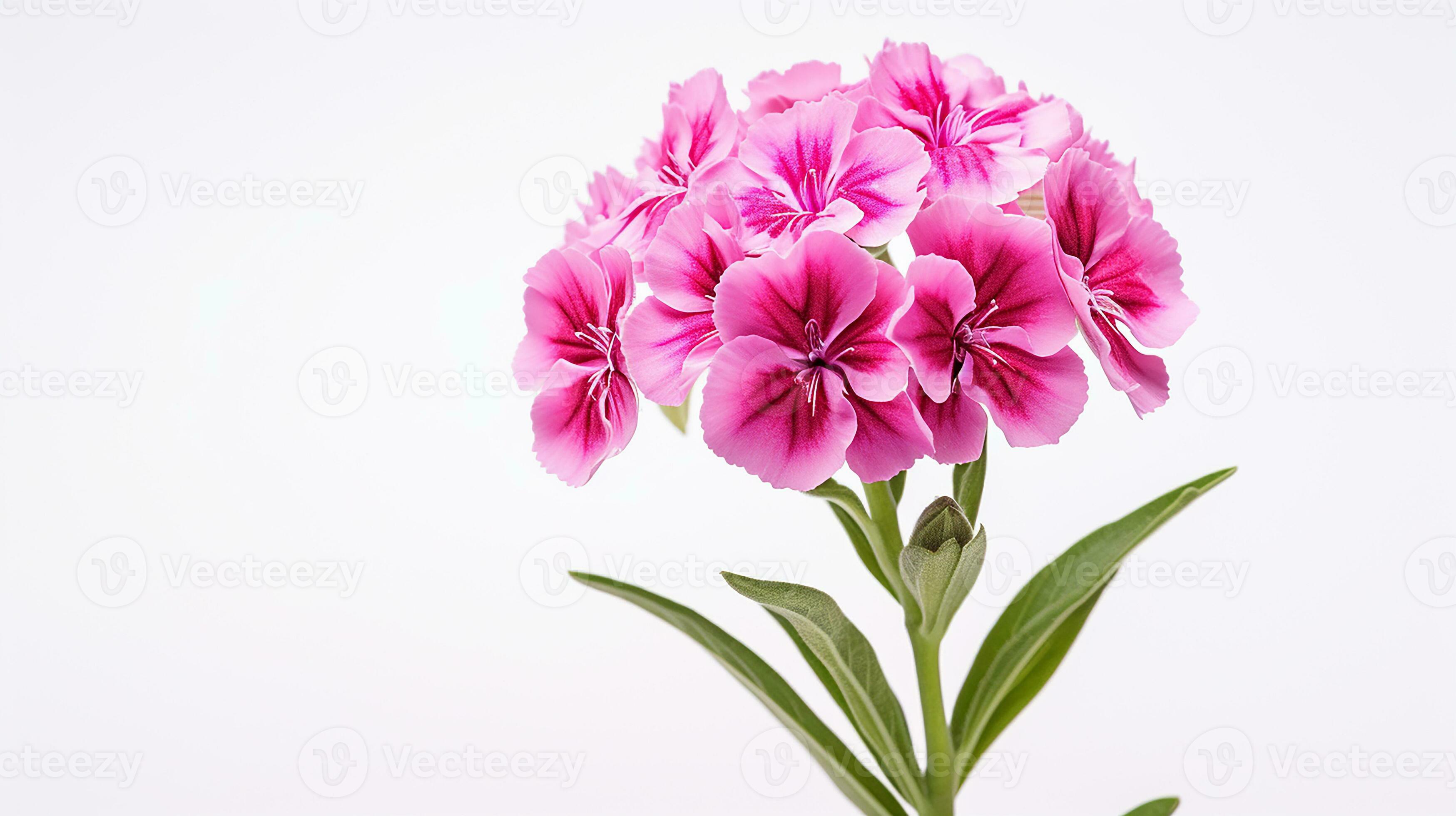 Photo of beautiful Sweet William flower isolated on white background