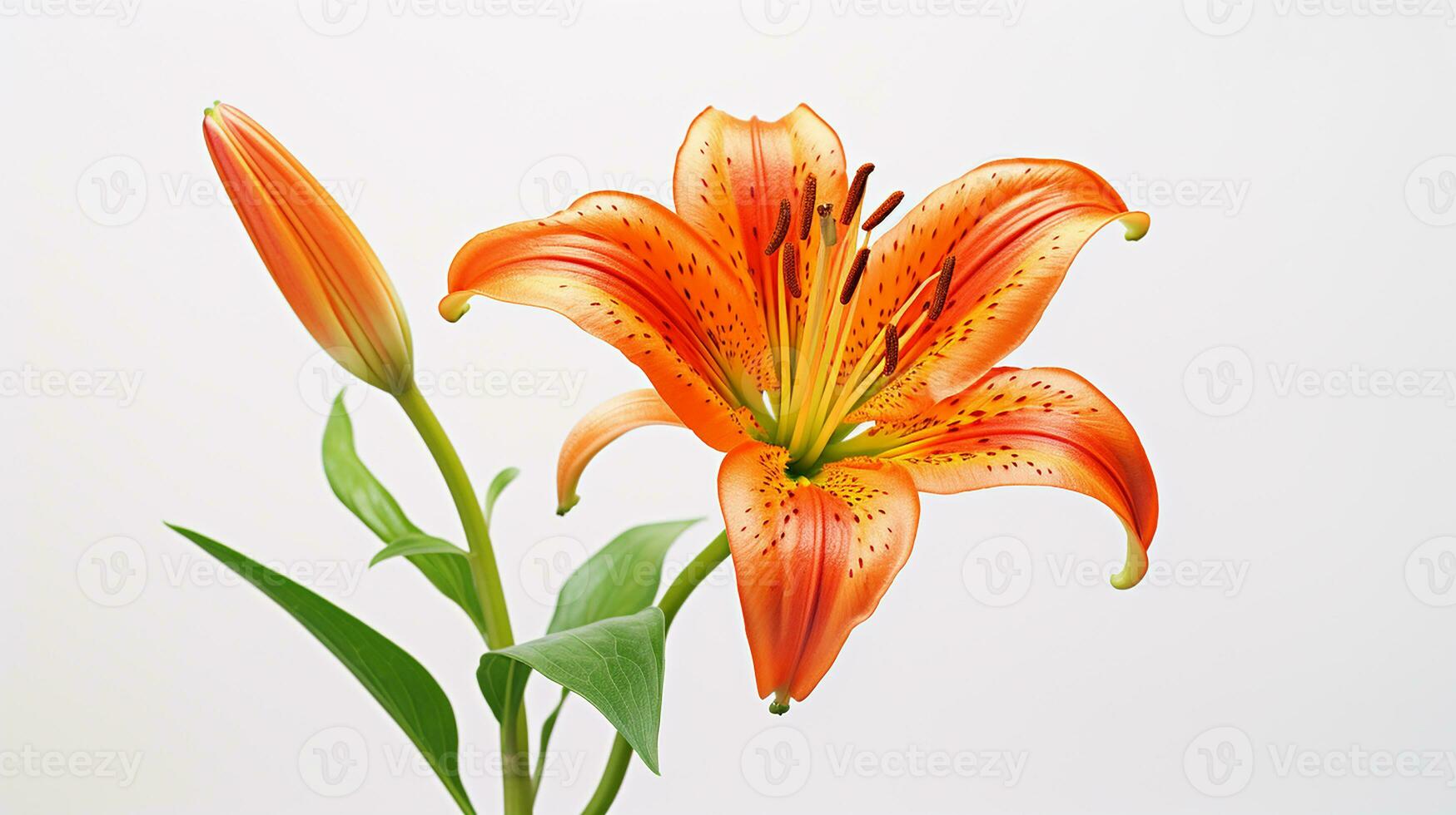 Photo of beautiful Tiger Lily flower isolated on white background. Generative AI