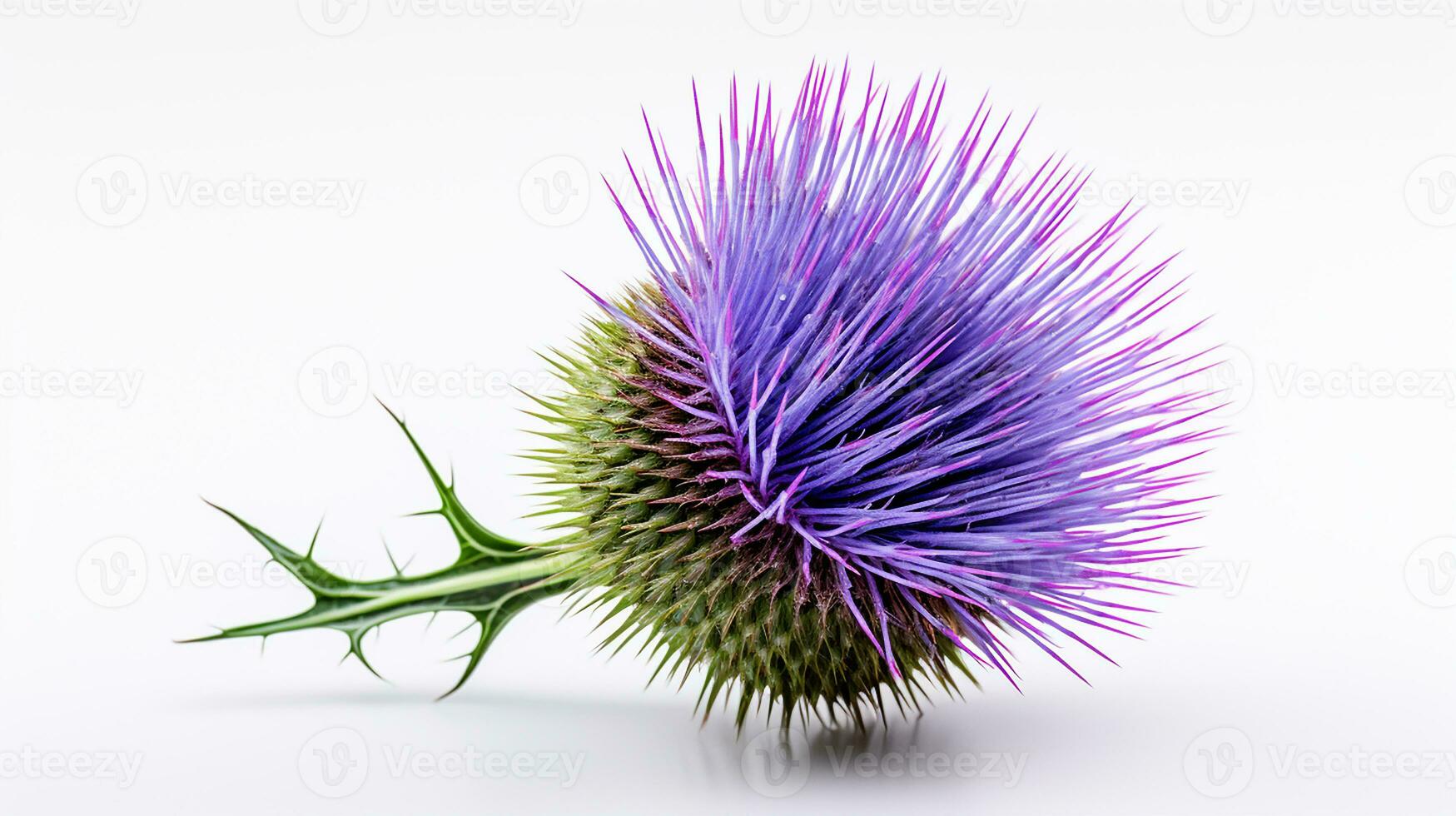 Photo of beautiful Thistle flower isolated on white background. Generative AI