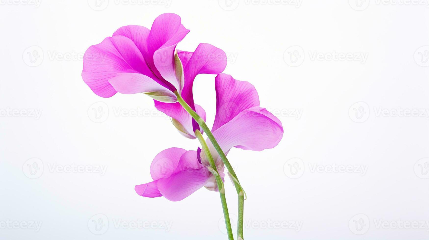 Photo of beautiful Sweet Pea flower isolated on white background. Generative AI