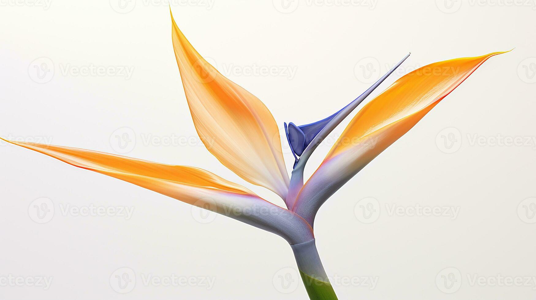 Photo of beautiful Strelitzia flower isolated on white background. Generative AI