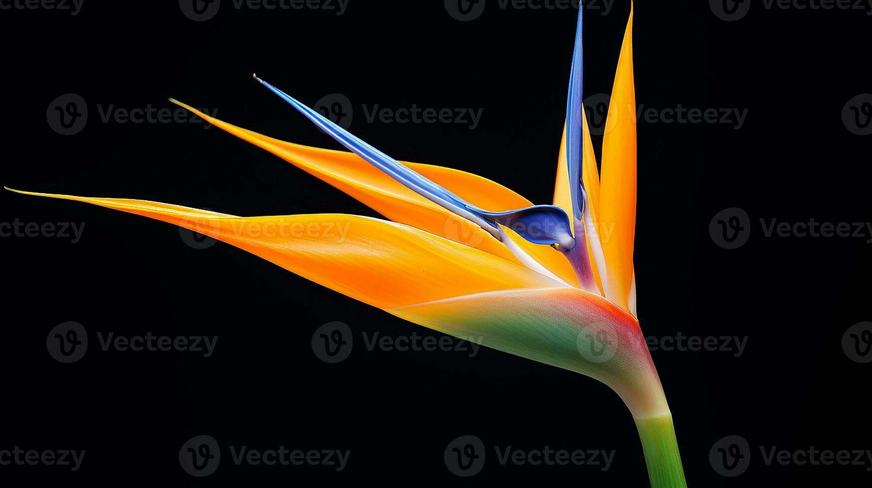 Photo of beautiful Strelitzia flower isolated on white background. Generative AI