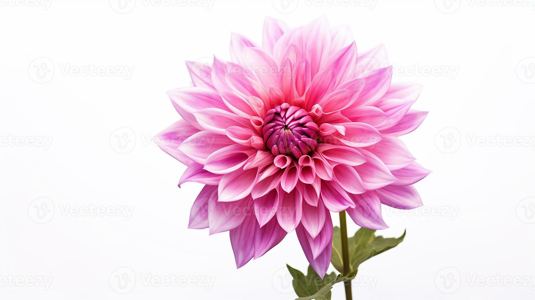 Photo of beautiful Stock flower isolated on white background. Generative AI