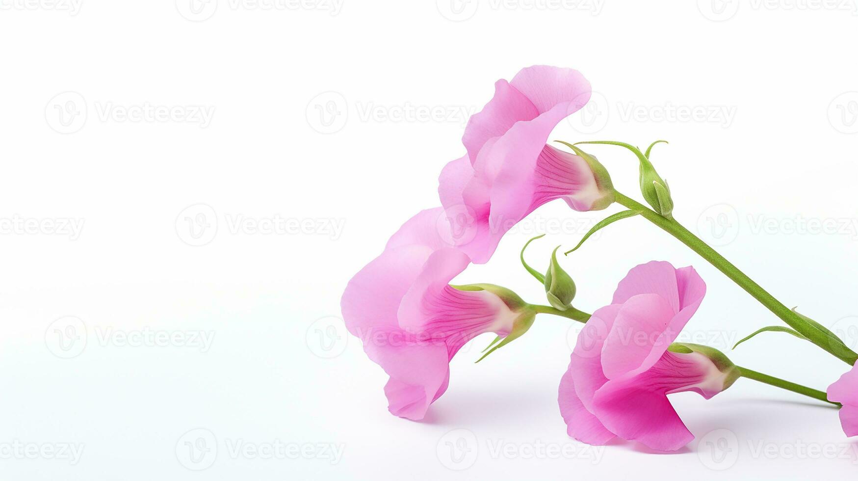 Photo of beautiful Sweet Pea flower isolated on white background. Generative AI