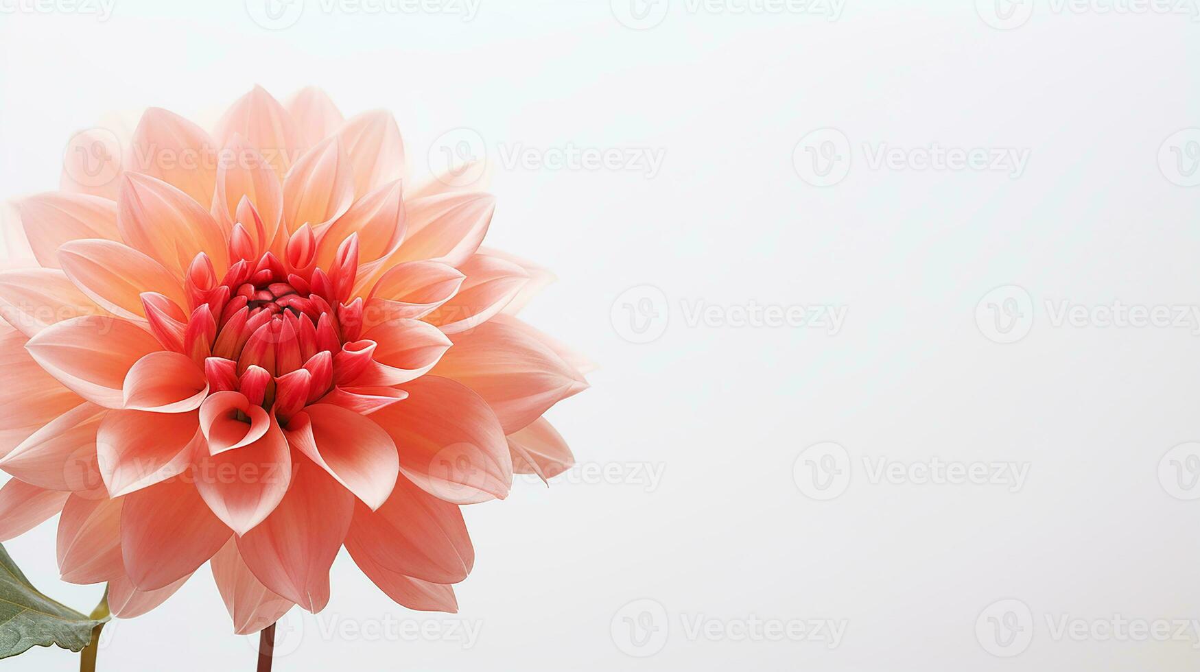 Photo of beautiful Stock flower isolated on white background. Generative AI