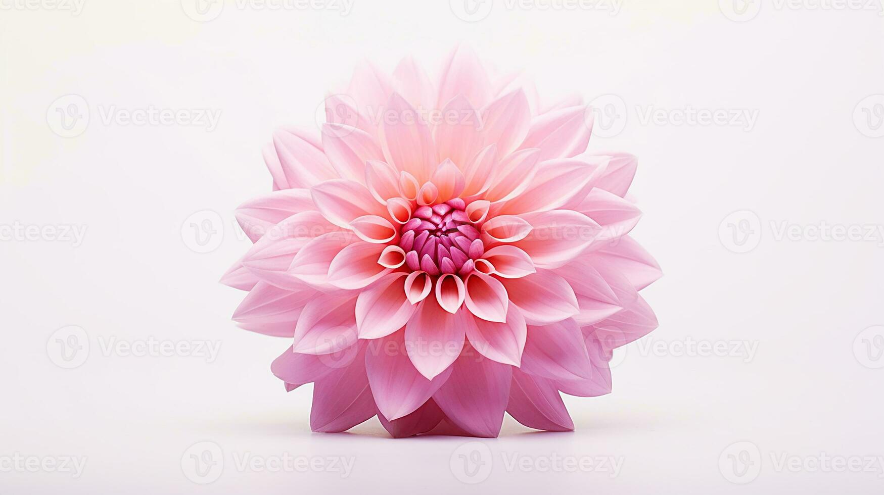 Photo of beautiful Stock flower isolated on white background. Generative AI