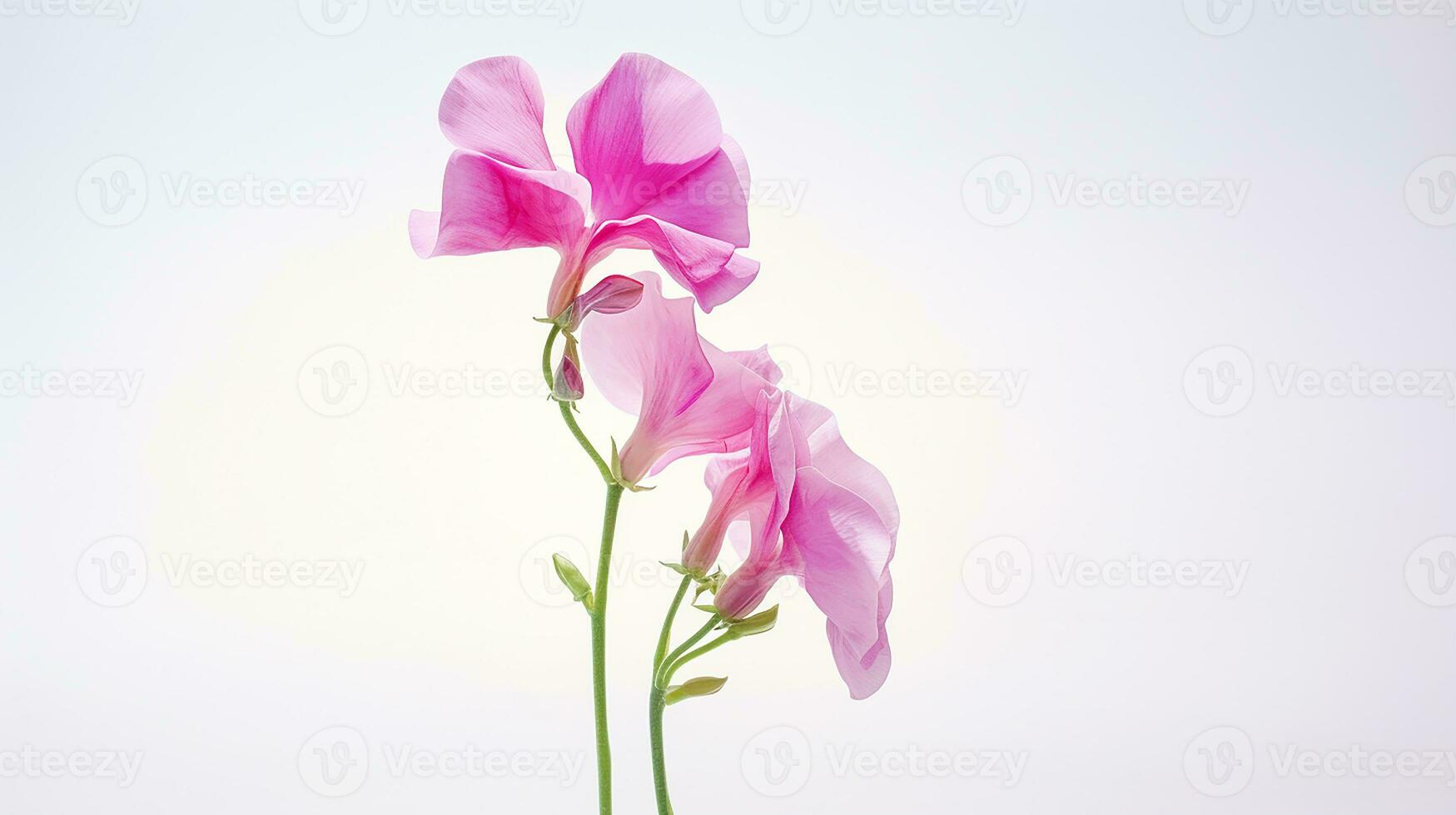 foto de hermosa dulce guisante flor aislado en blanco antecedentes. generativo ai