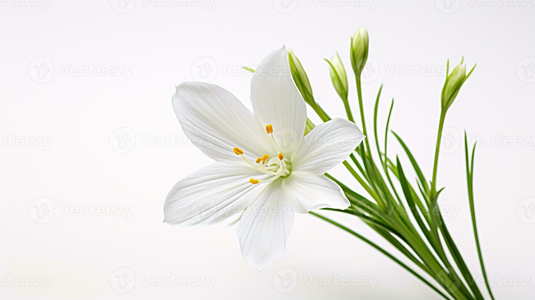 Photo of beautiful Star of Bethlehem flower isolated on white background. Generative AI