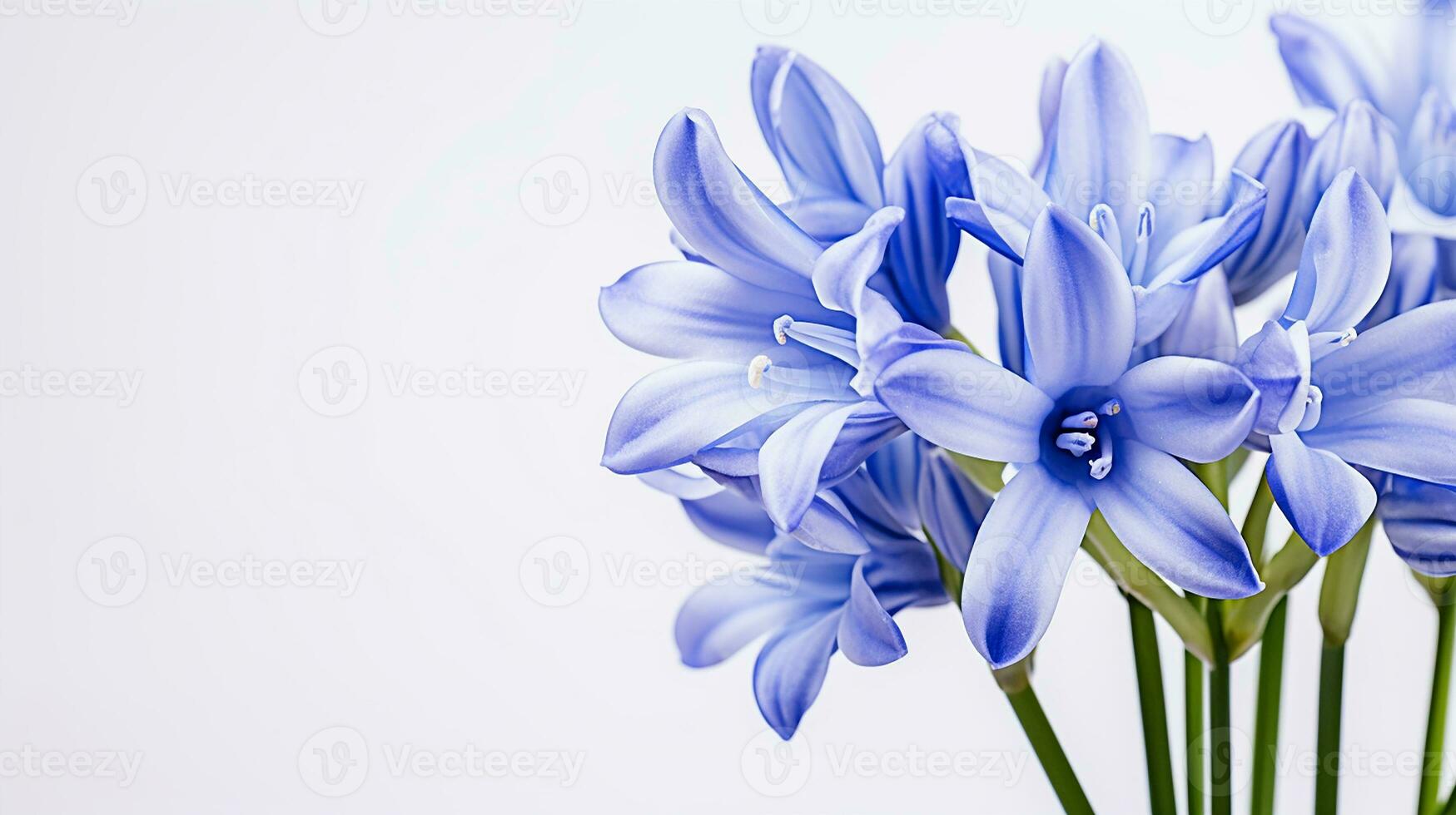 Photo of beautiful Squill flower isolated on white background. Generative AI