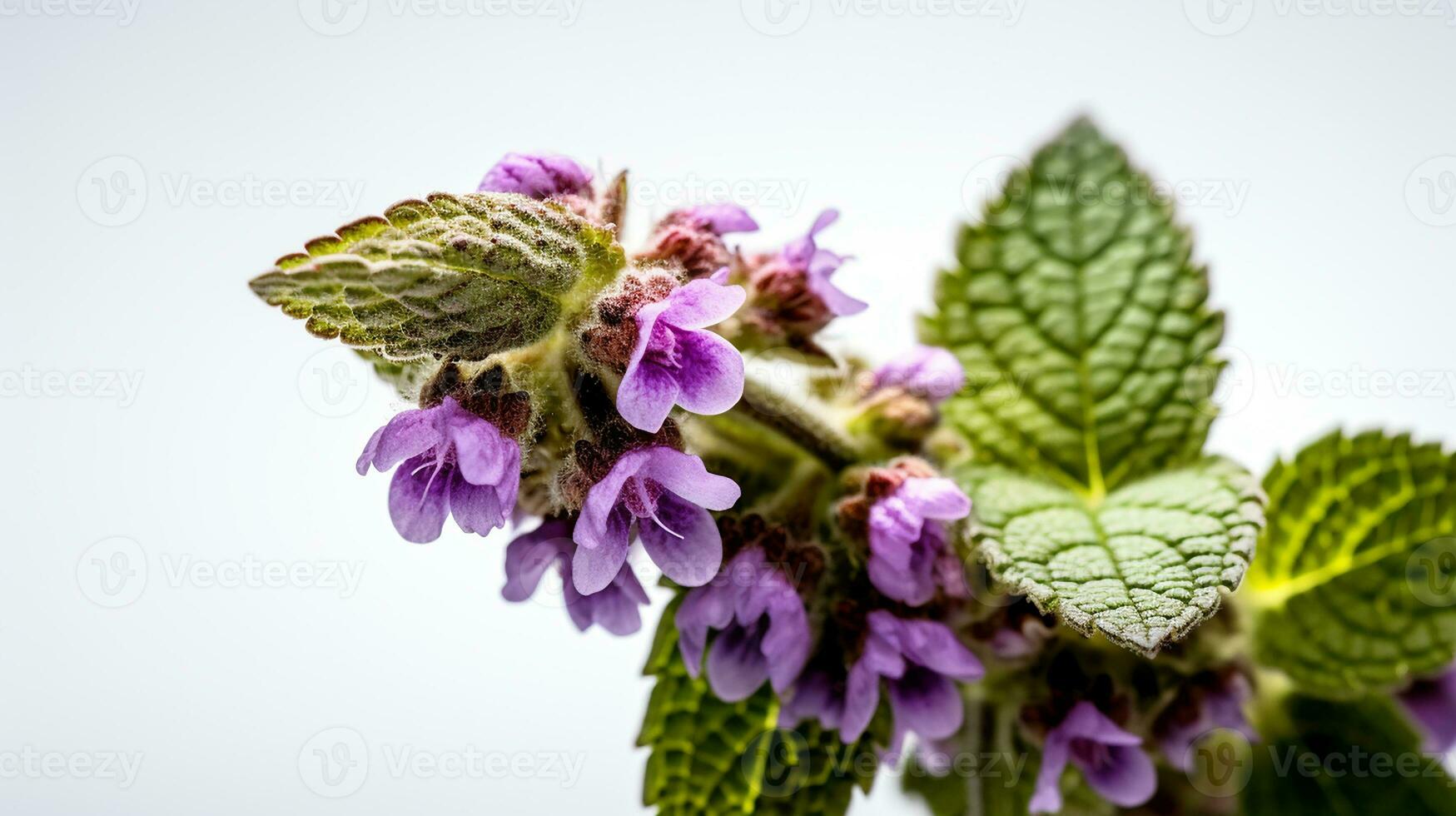 foto de hermosa manchado deadnettle flor aislado en blanco antecedentes. generativo ai