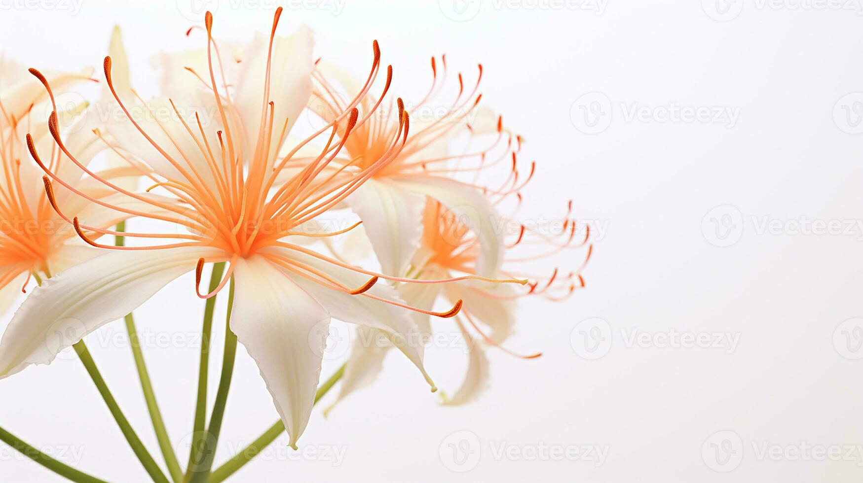 Photo of beautiful Spider Lily flower isolated on white background. Generative AI