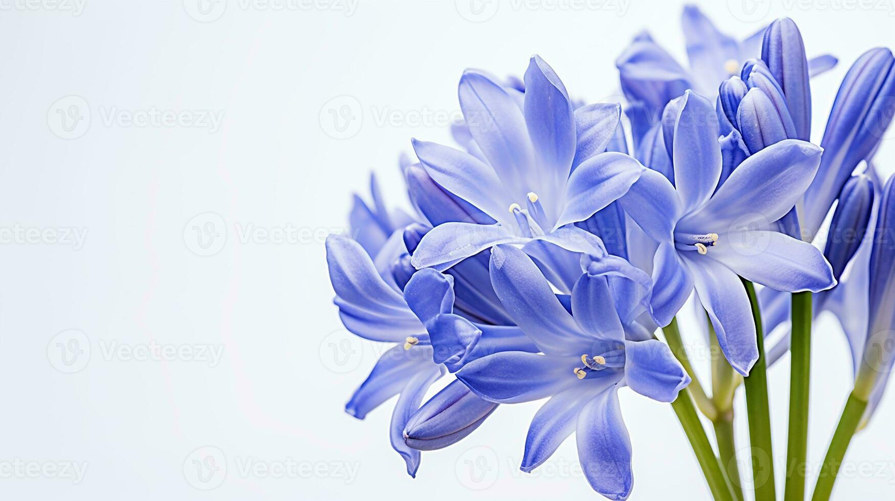 Photo of beautiful Squill flower isolated on white background. Generative AI