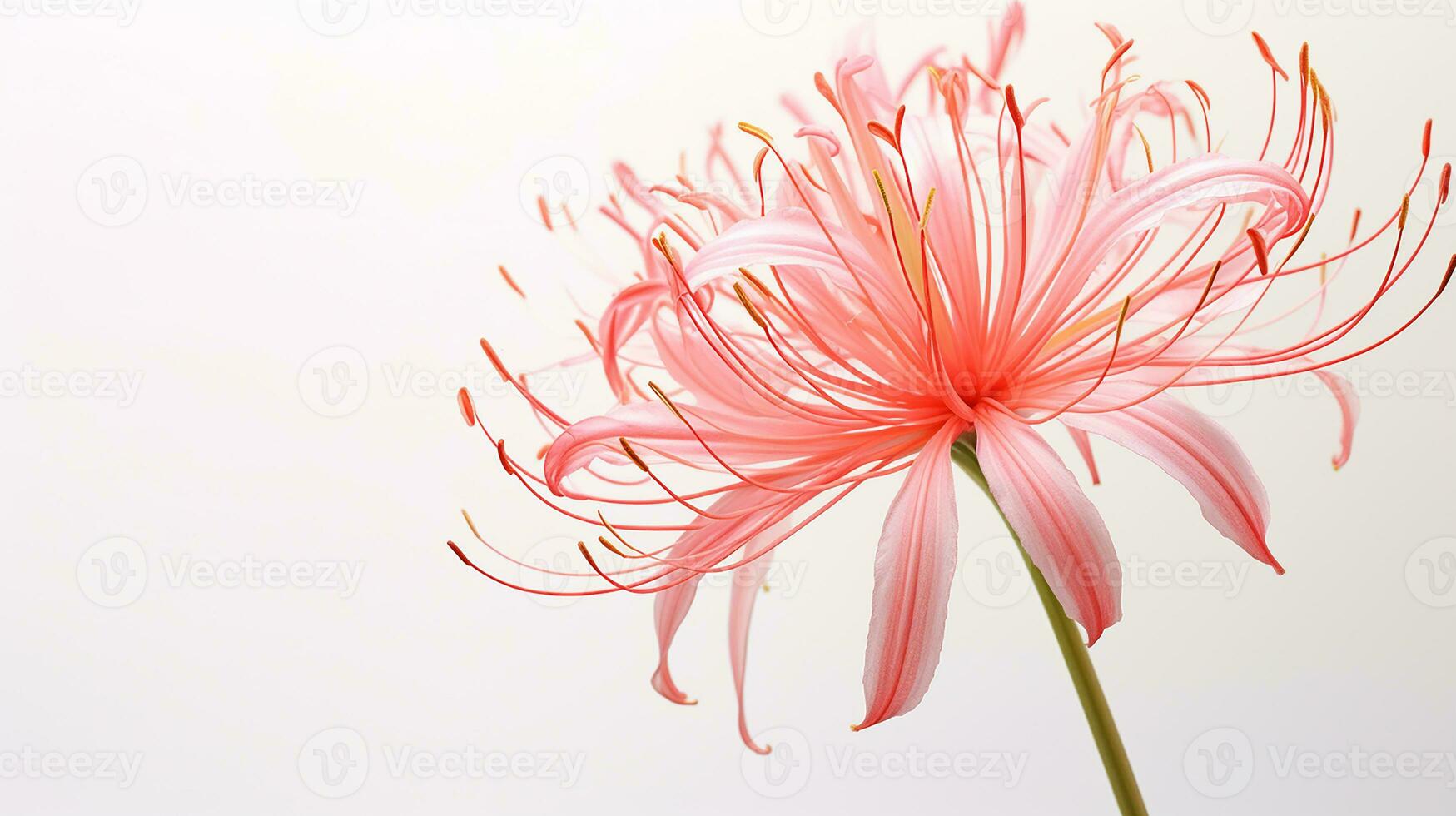 Photo of beautiful Spider Lily flower isolated on white background. Generative AI