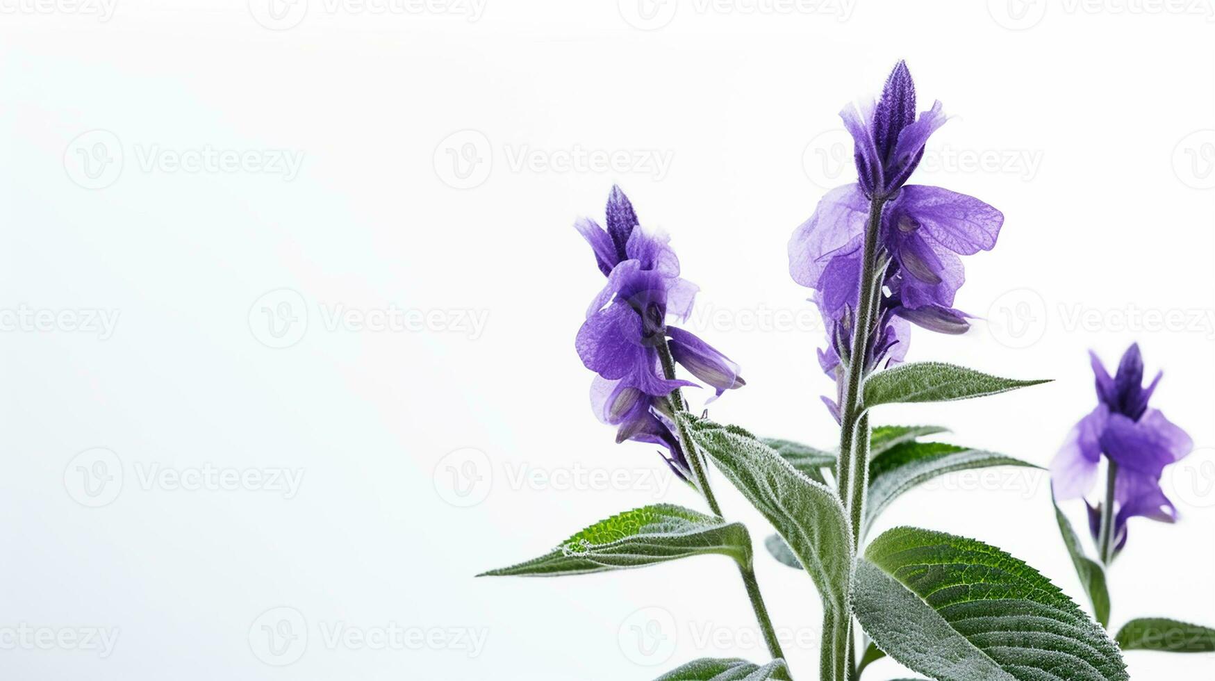 Photo of beautiful Salvia flower isolated on white background. Generative AI