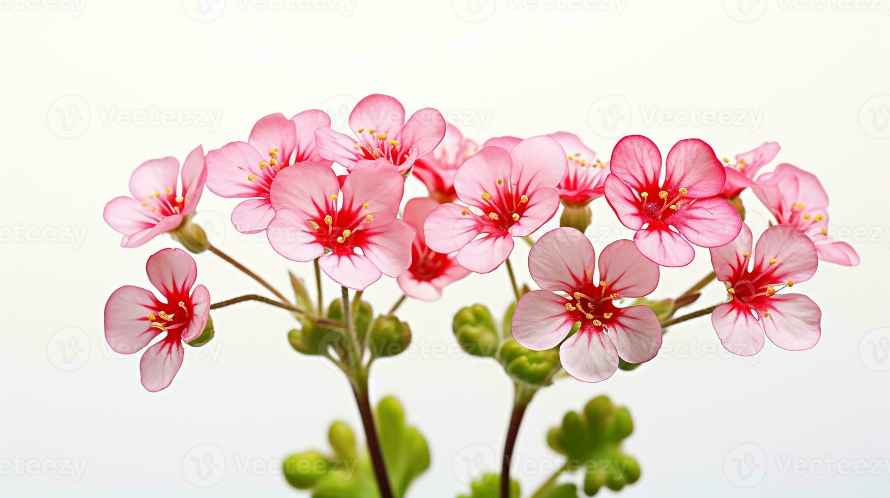 foto de hermosa saxífraga flor aislado en blanco antecedentes. generativo ai