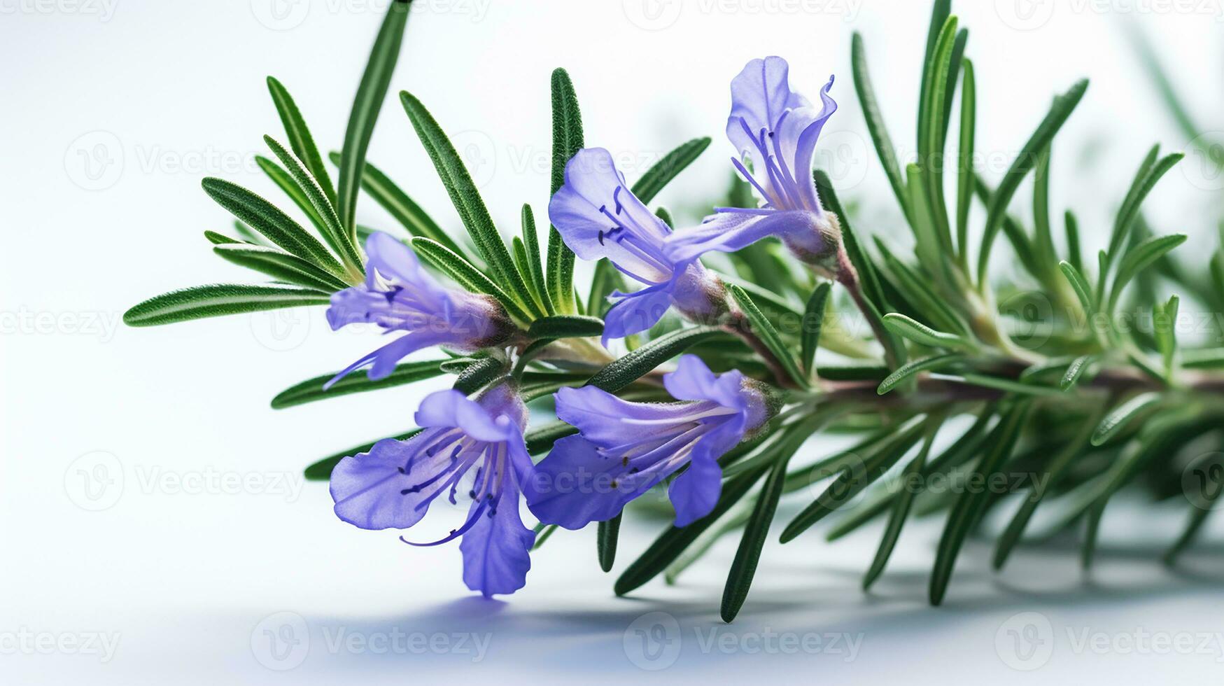 Photo of beautiful Rosemary flower isolated on white background. Generative AI