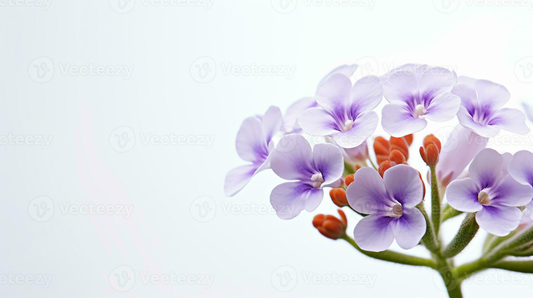 Photo of beautiful Rockcress flower isolated on white background. Generative AI