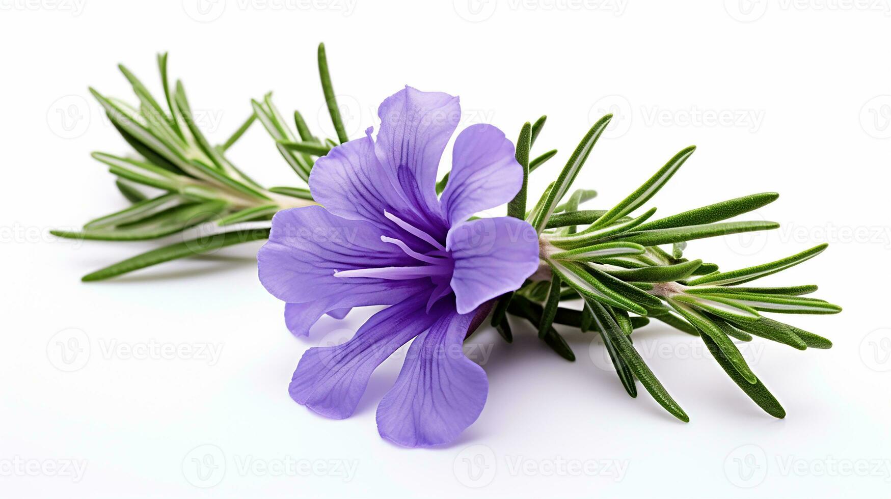 Photo of beautiful Rosemary flower isolated on white background. Generative AI