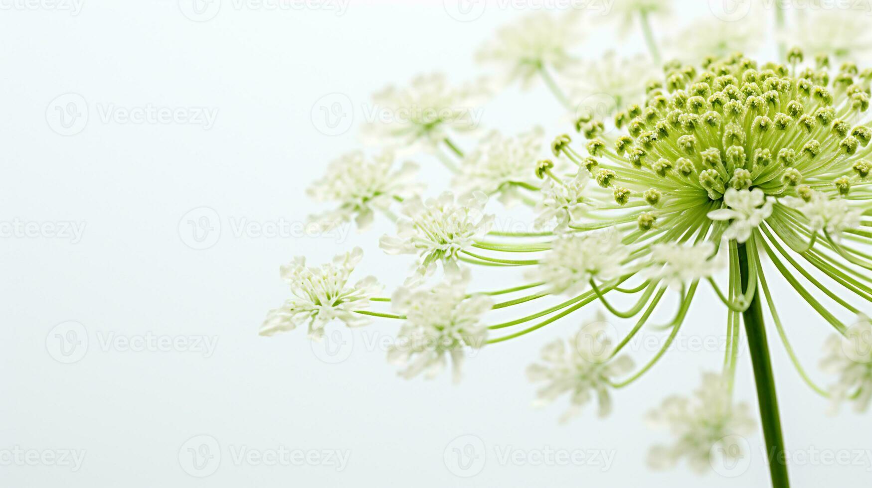 Photo of beautiful Queen Anne's Lace flower isolated on white background. Generative AI