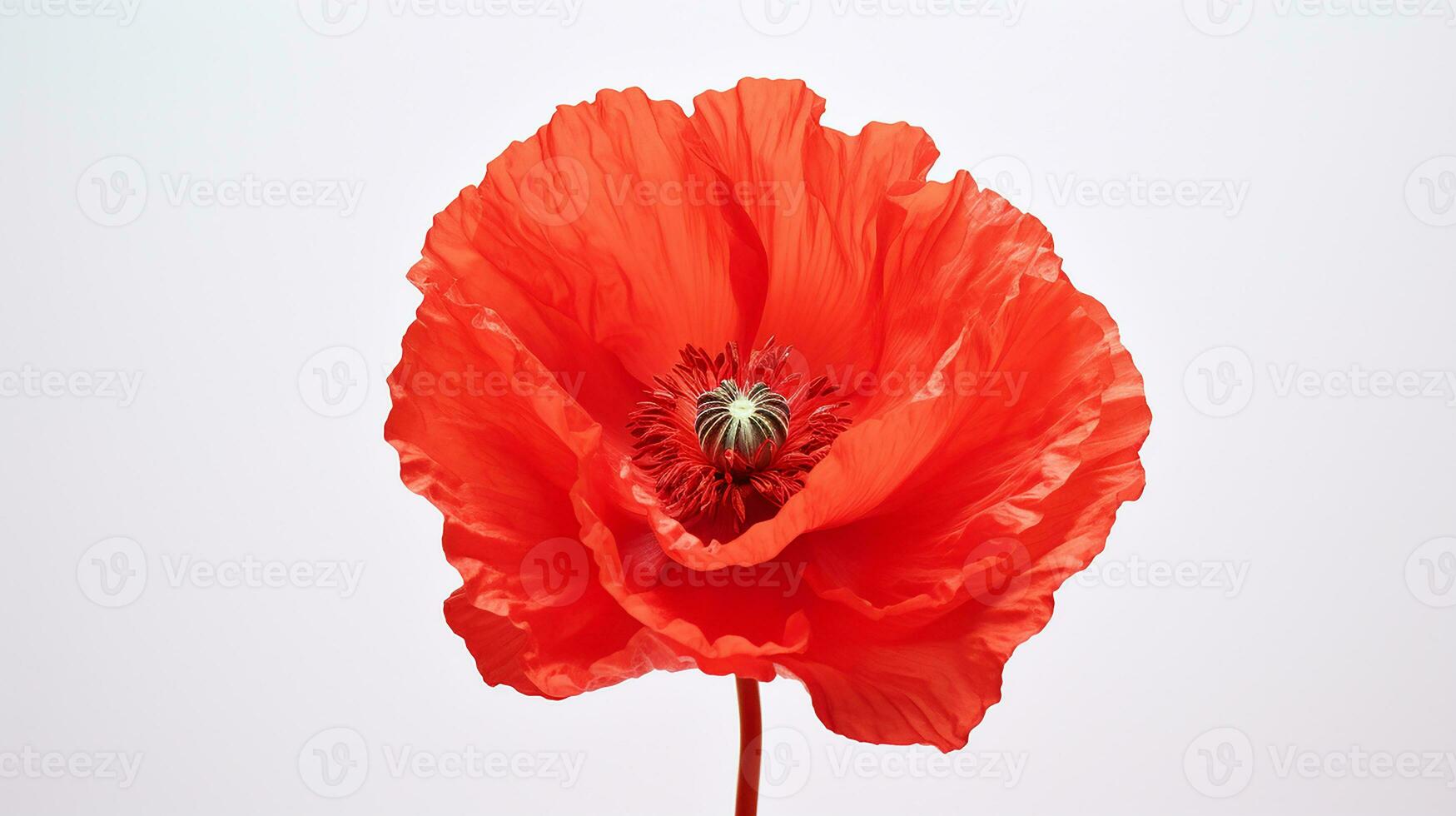 Photo of beautiful Poppy flower isolated on white background. Generative AI