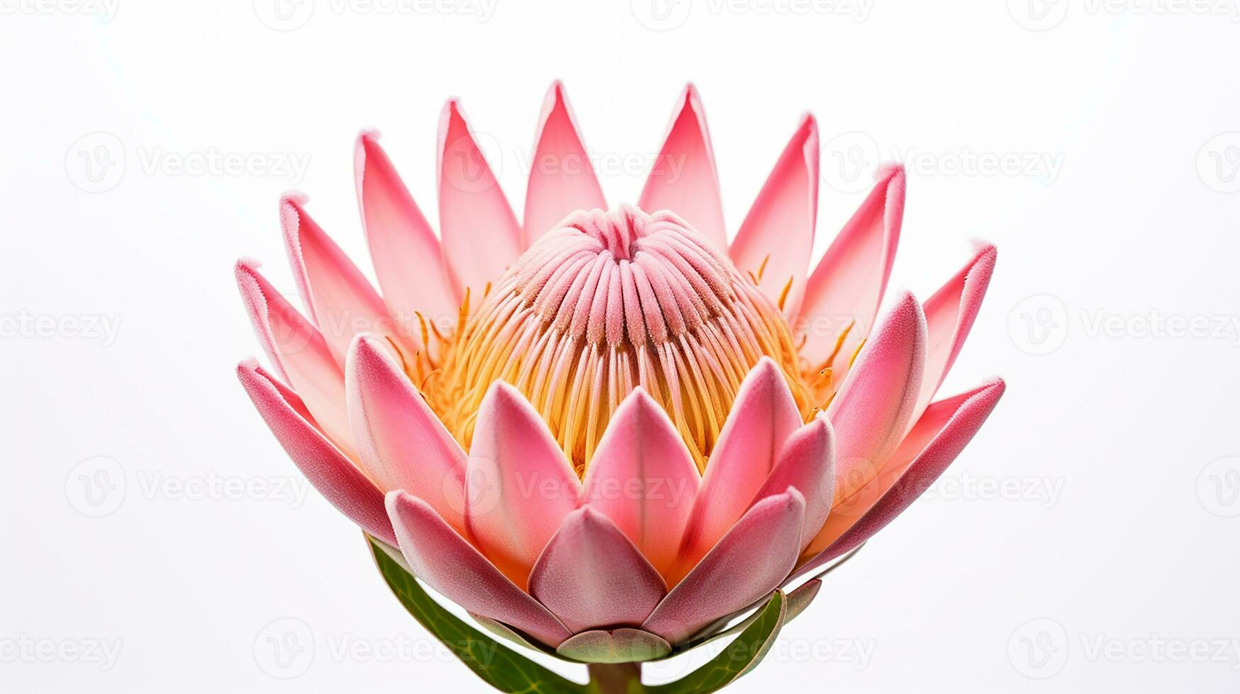 Photo of beautiful Protea flower isolated on white background. Generative AI