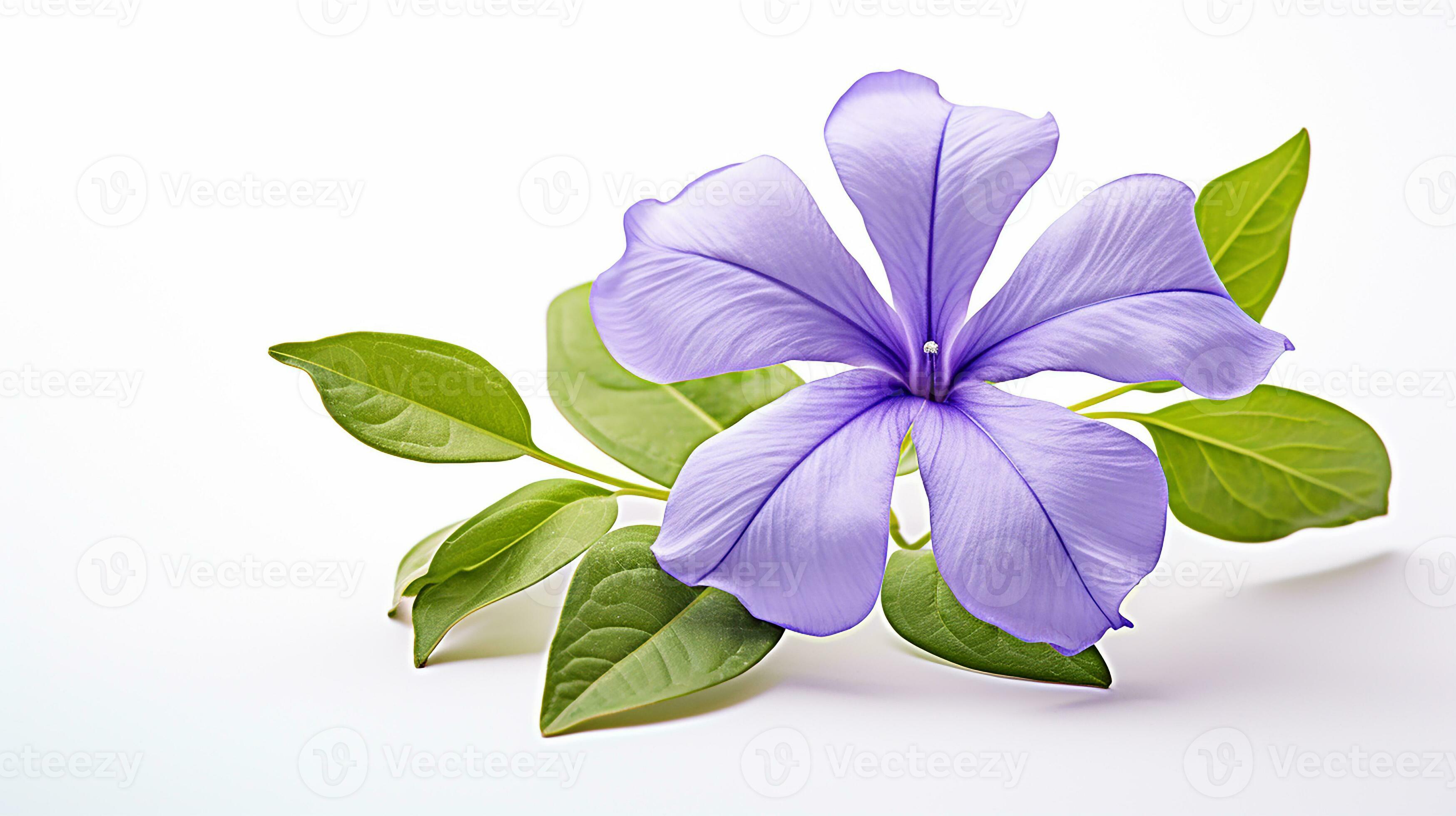 Photo of beautiful Periwinkle flower isolated on white background