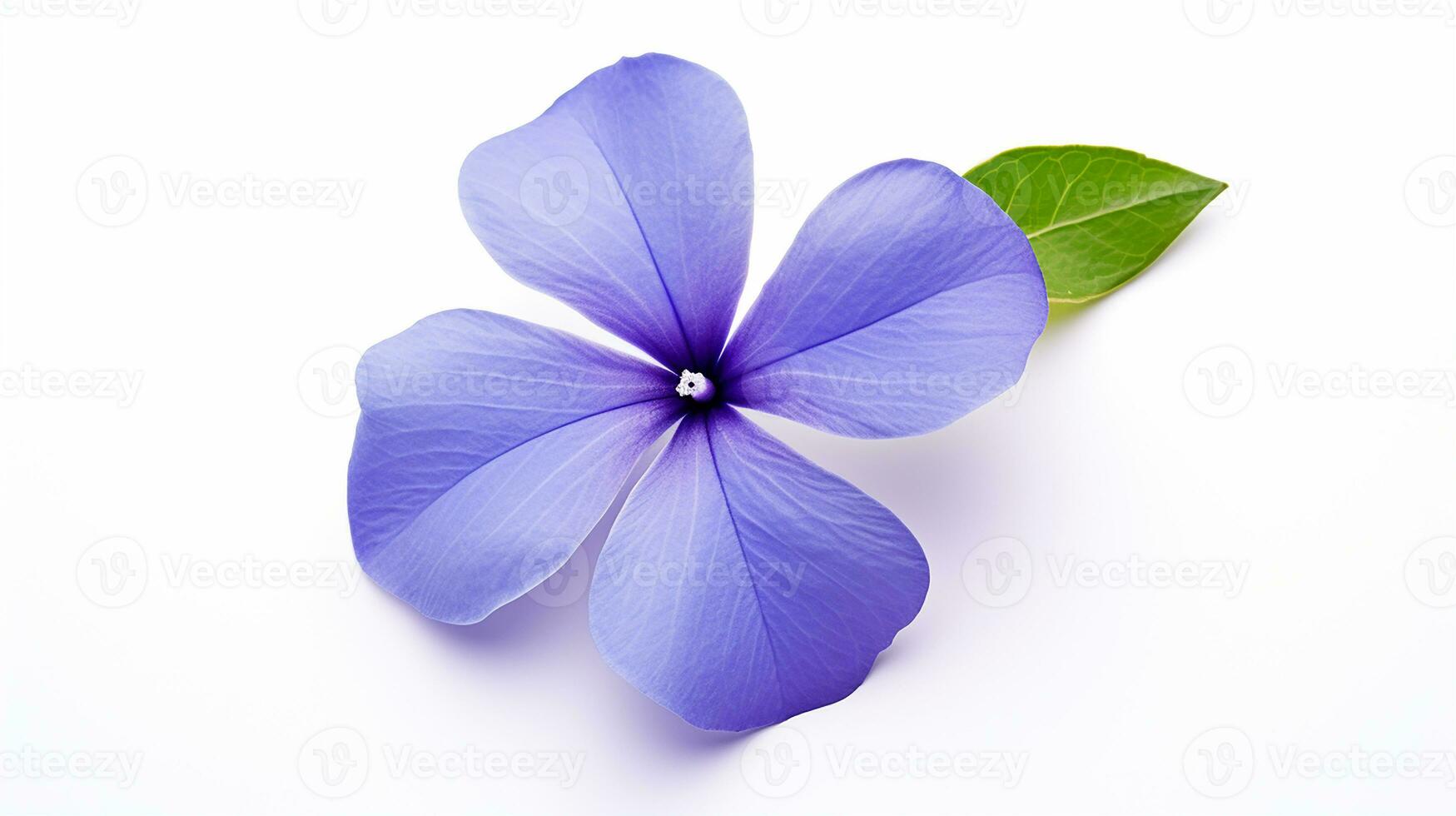 Photo of beautiful Periwinkle flower isolated on white background. Generative AI