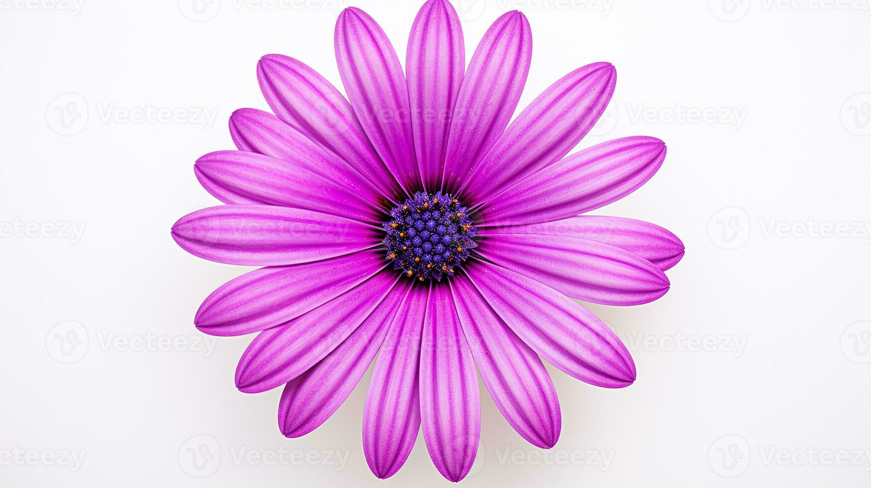 Photo of beautiful Osteospermum flower isolated on white background. Generative AI