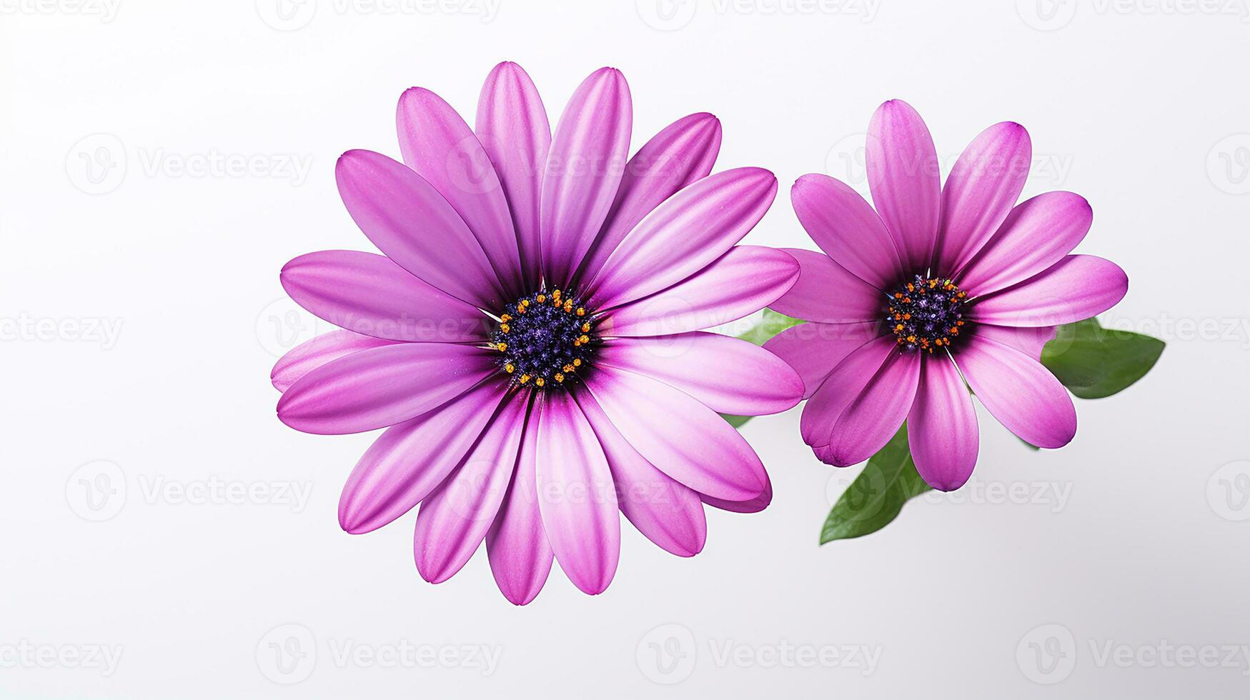 Photo of beautiful Osteospermum flower isolated on white background. Generative AI