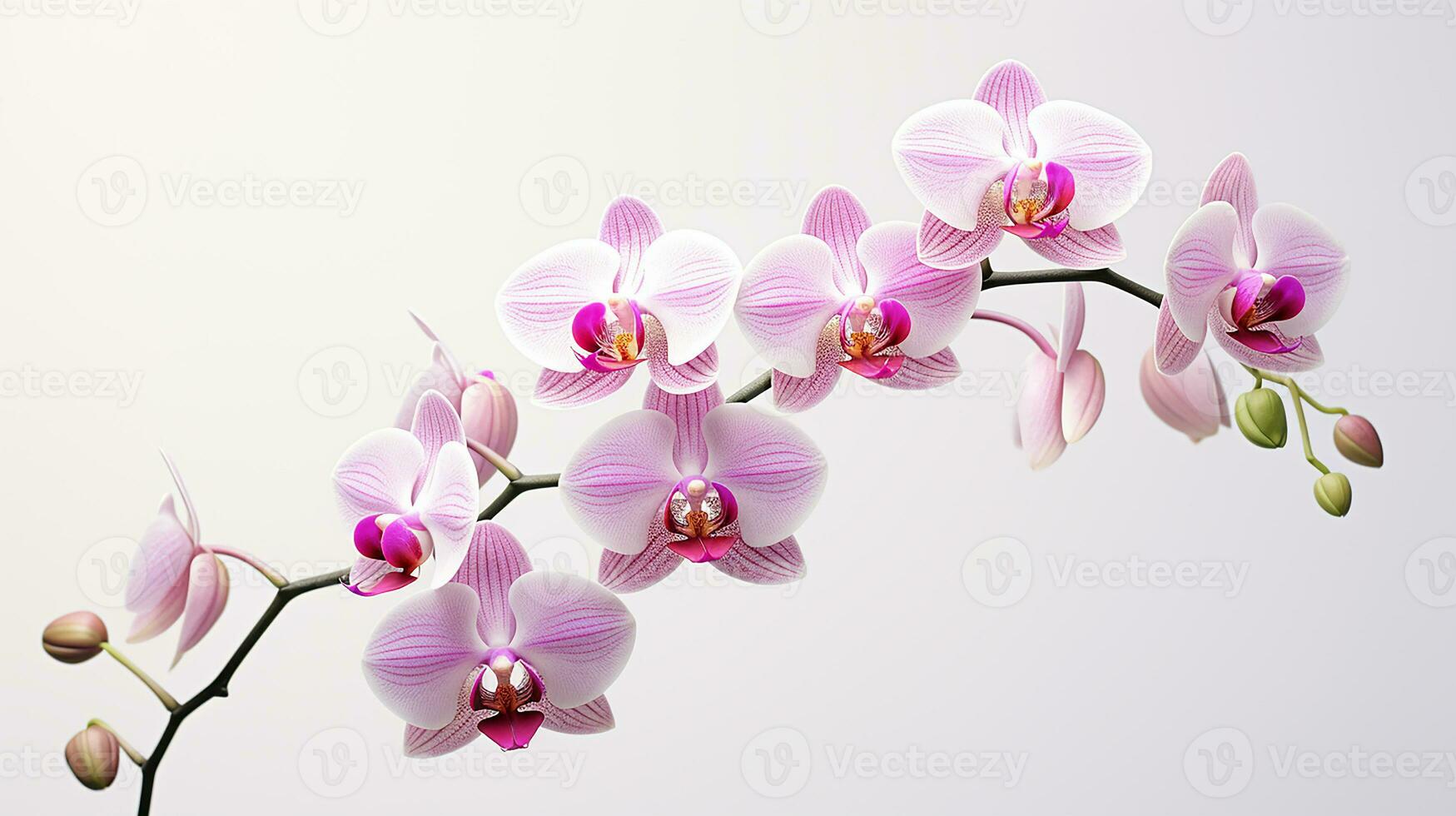 Photo of beautiful Orchid flower isolated on white background. Generative AI