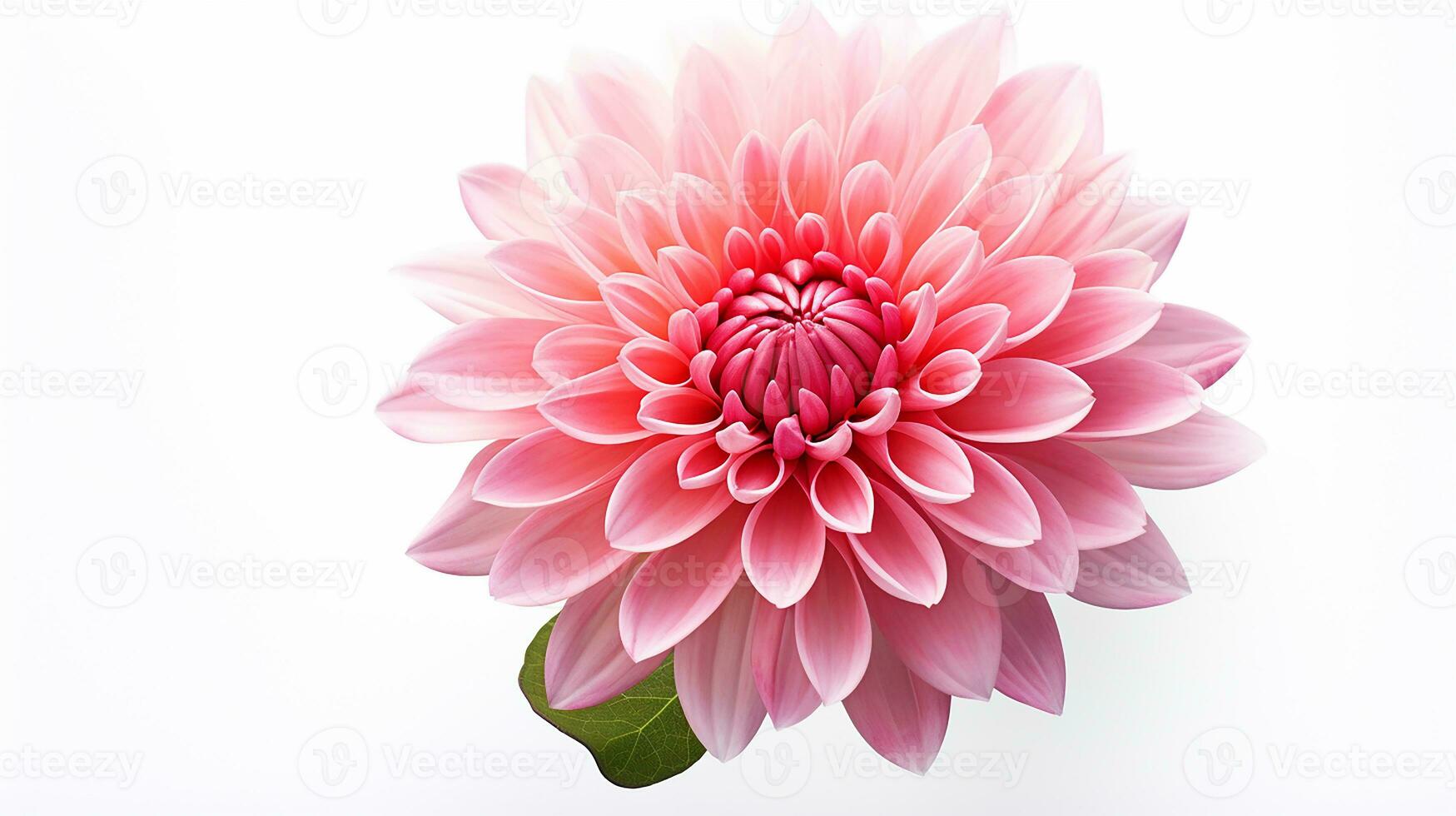 Photo of beautiful Mums flower isolated on white background. Generative AI