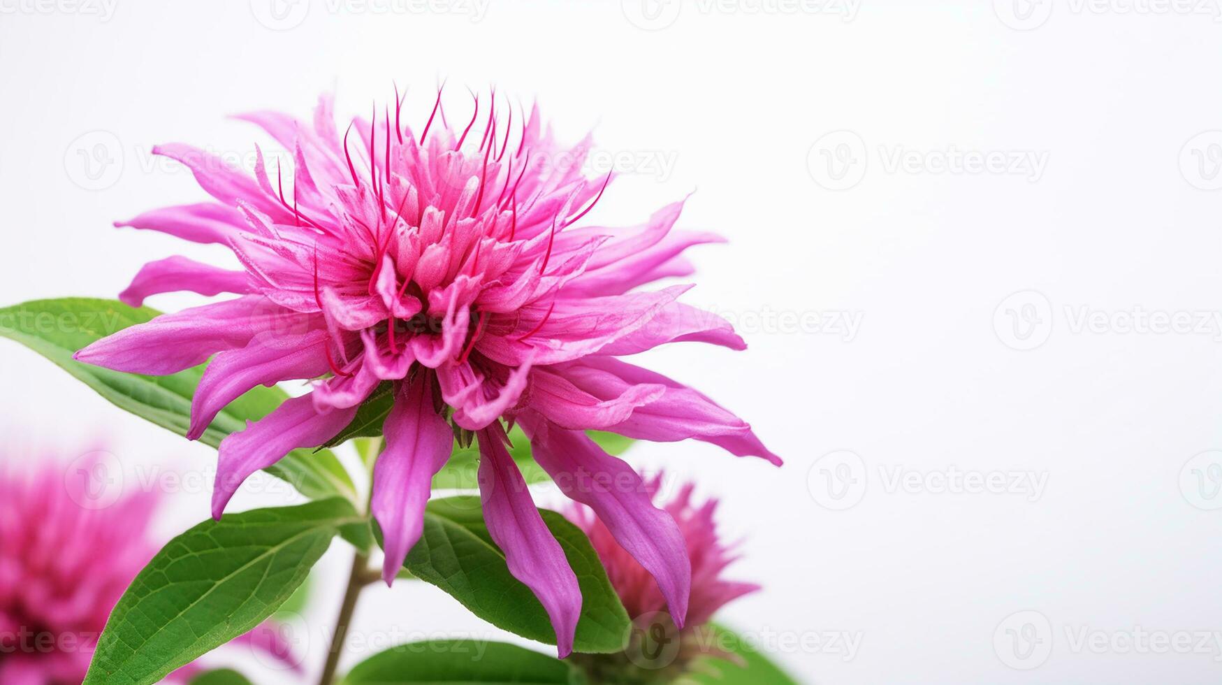 Photo of beautiful Monarda flower isolated on white background. Generative AI