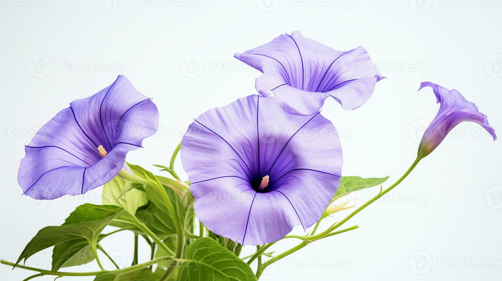 Photo of beautiful Morning Glory flower isolated on white background. Generative AI