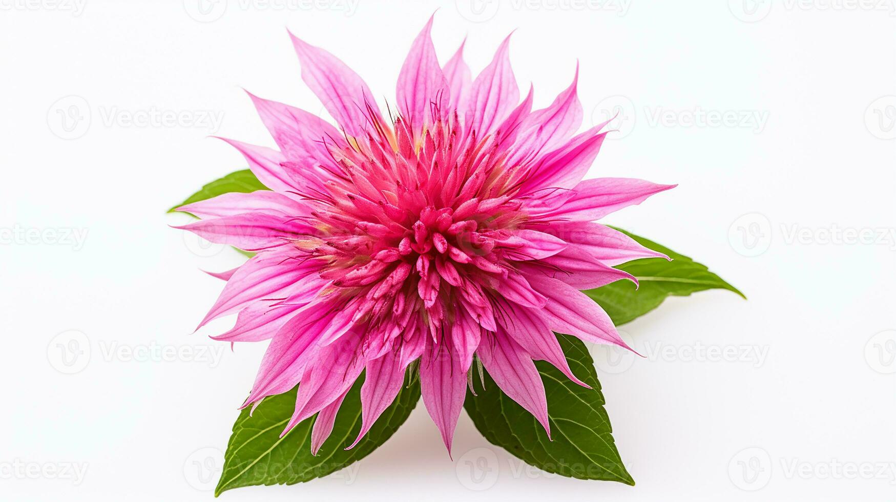 Photo of beautiful Monarda flower isolated on white background. Generative AI