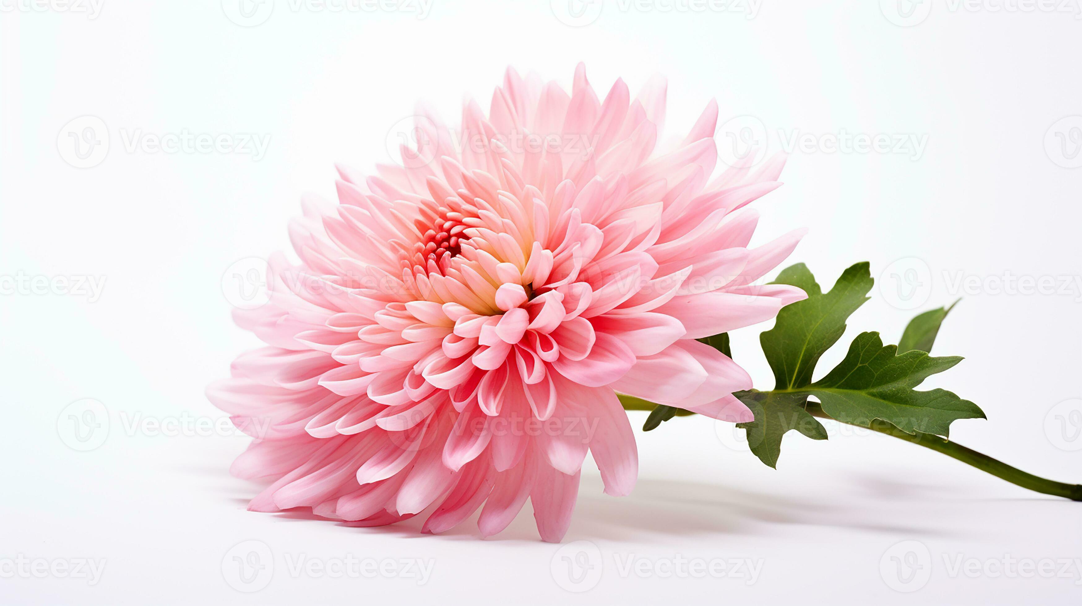 Photo of beautiful Mums flower isolated on white background. Generative AI  27203657 Stock Photo at Vecteezy