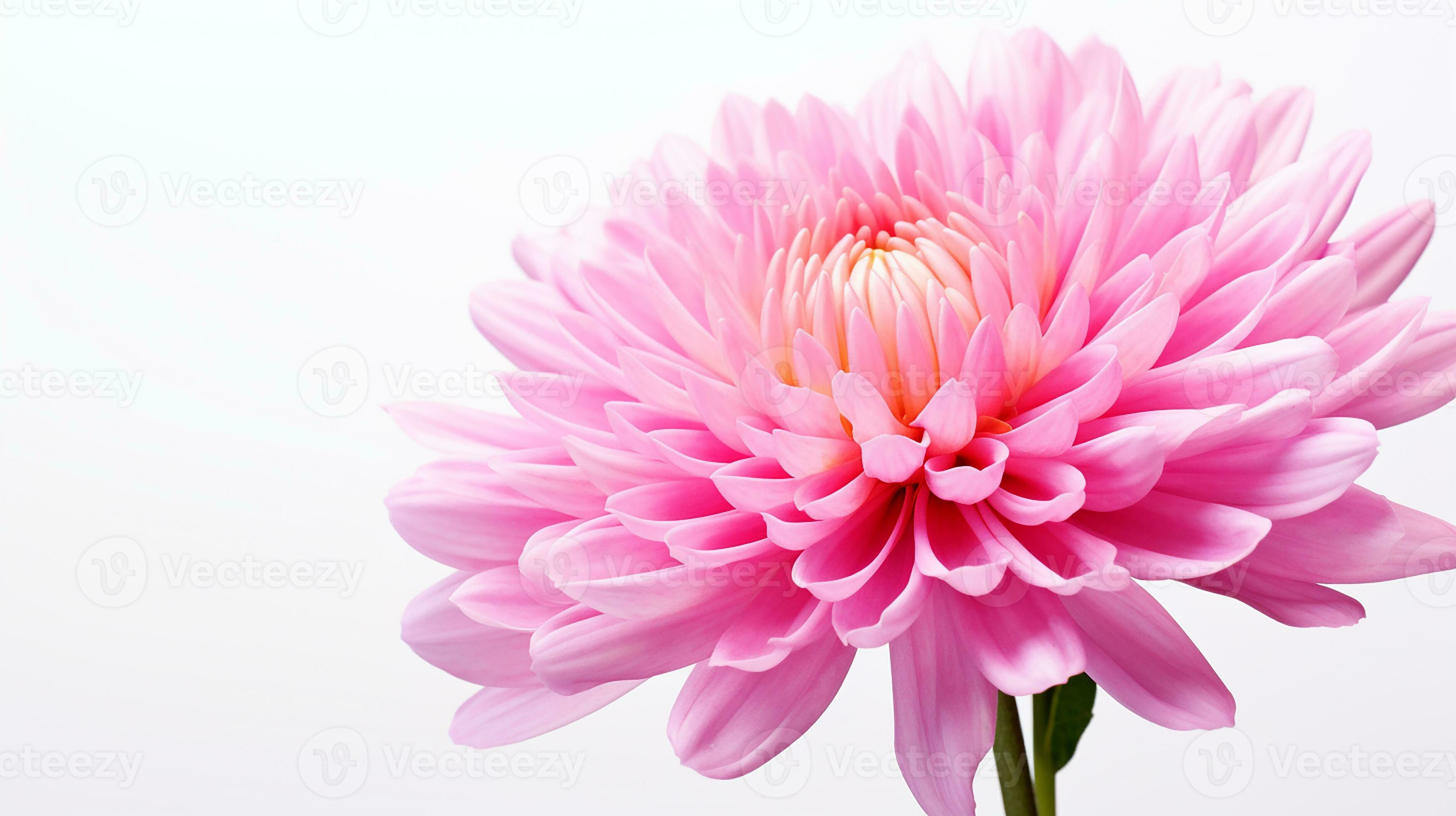 Photo of beautiful Mums flower isolated on white background. Generative