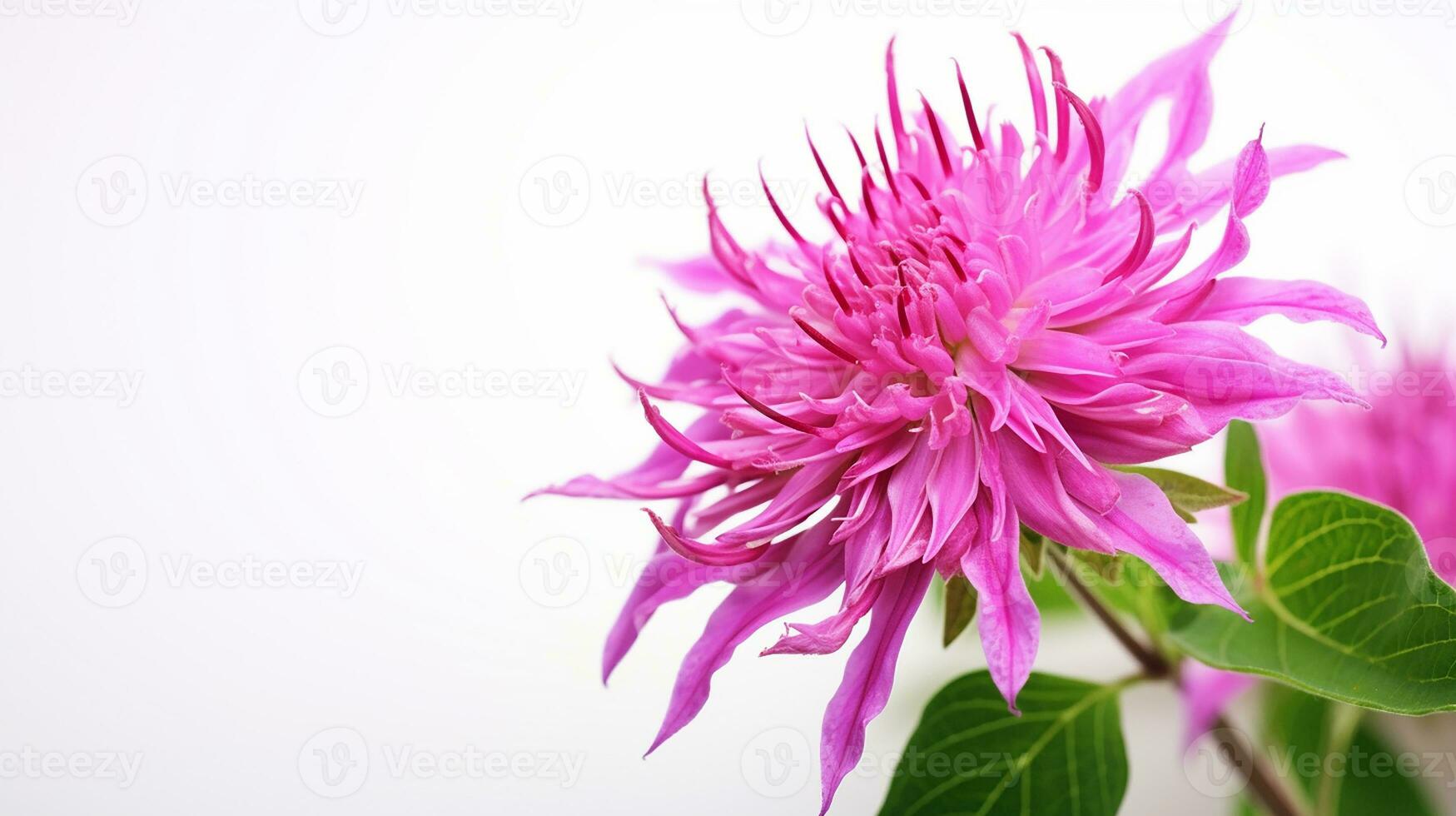 Photo of beautiful Monarda flower isolated on white background. Generative AI